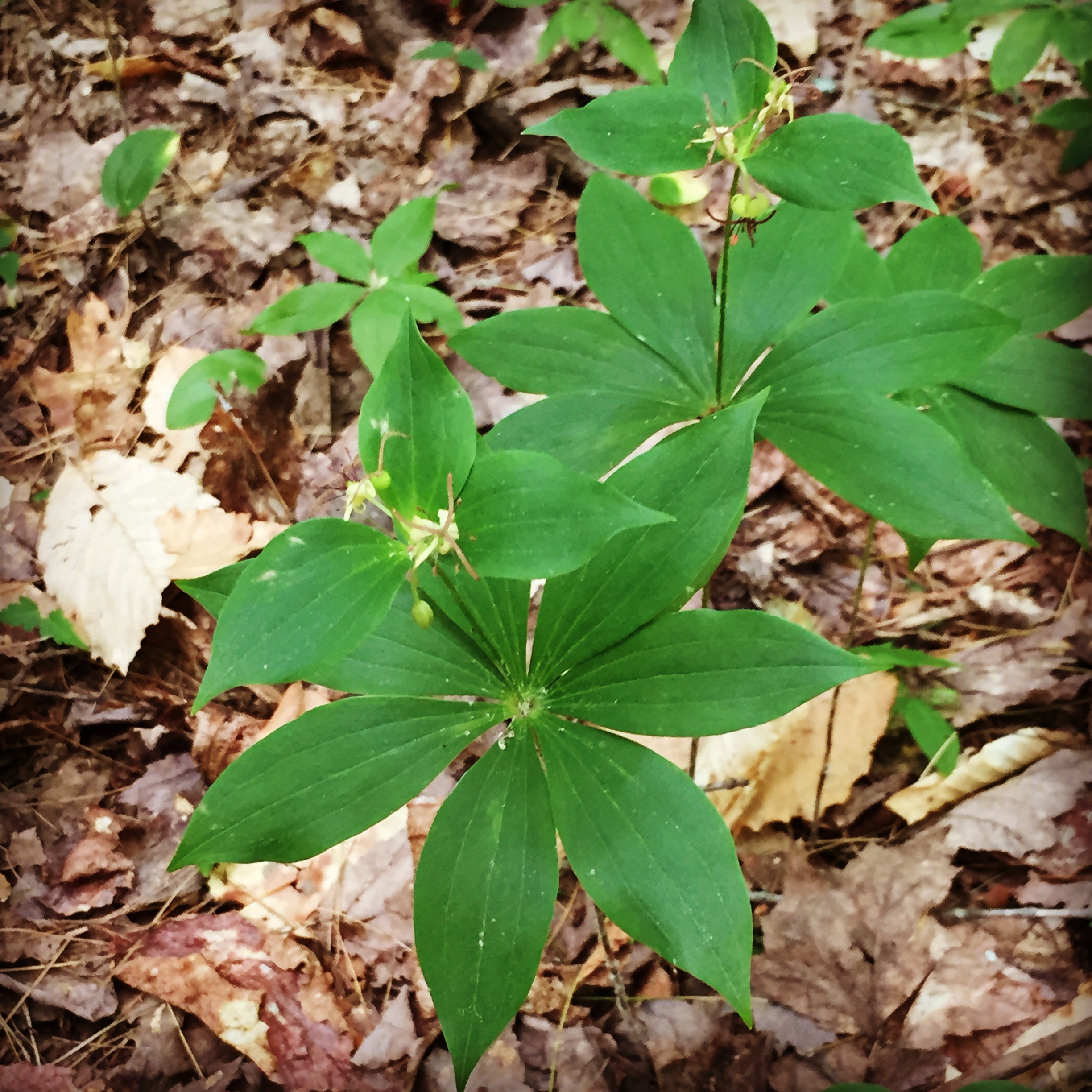  Indian cucumber, one of the first wild edibles that I learned to harvest while I was still in elementary school. I no longer dig up the root to nibble on because it is endangered. Best to leave it in peace. 