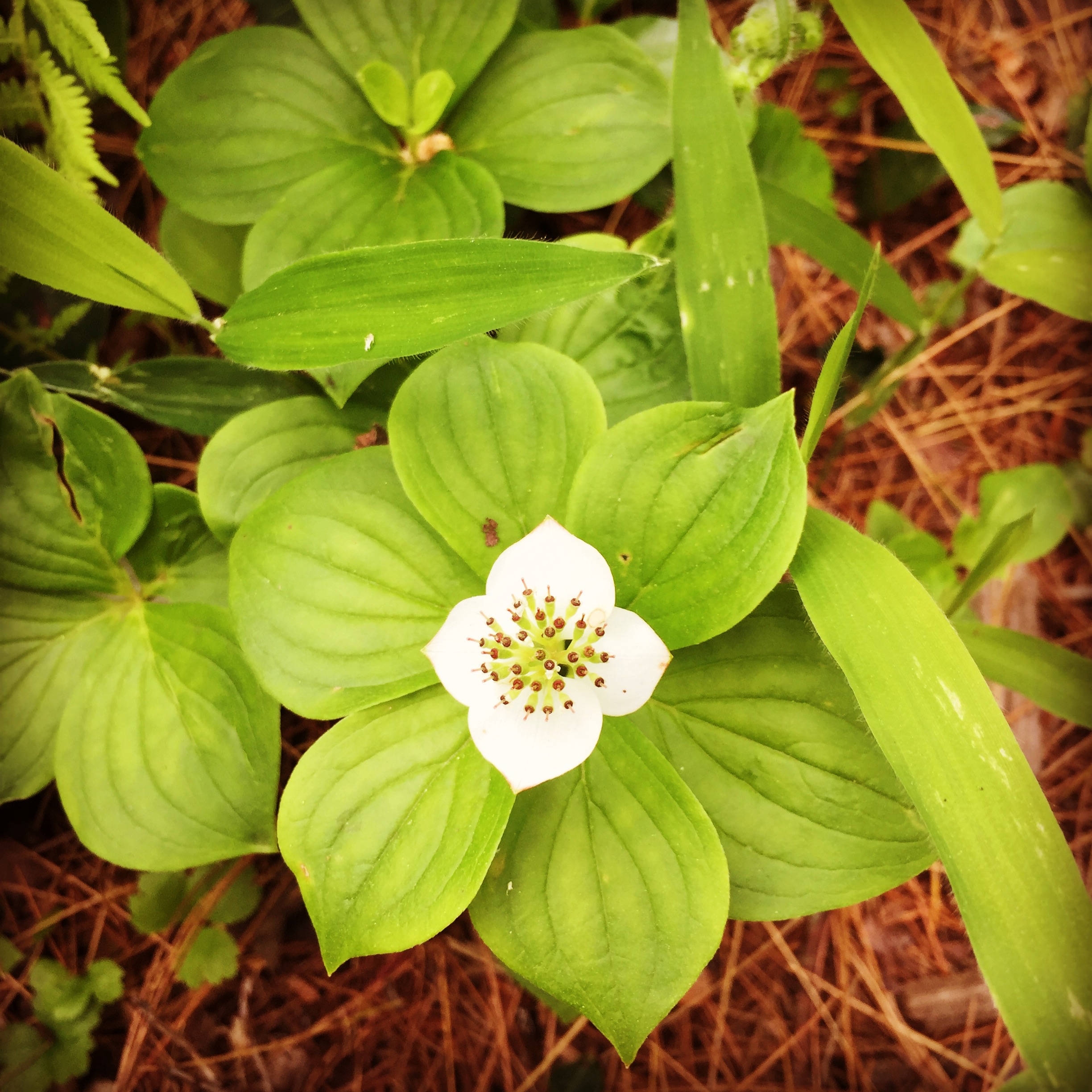  The last of the bunchberries blooming. 