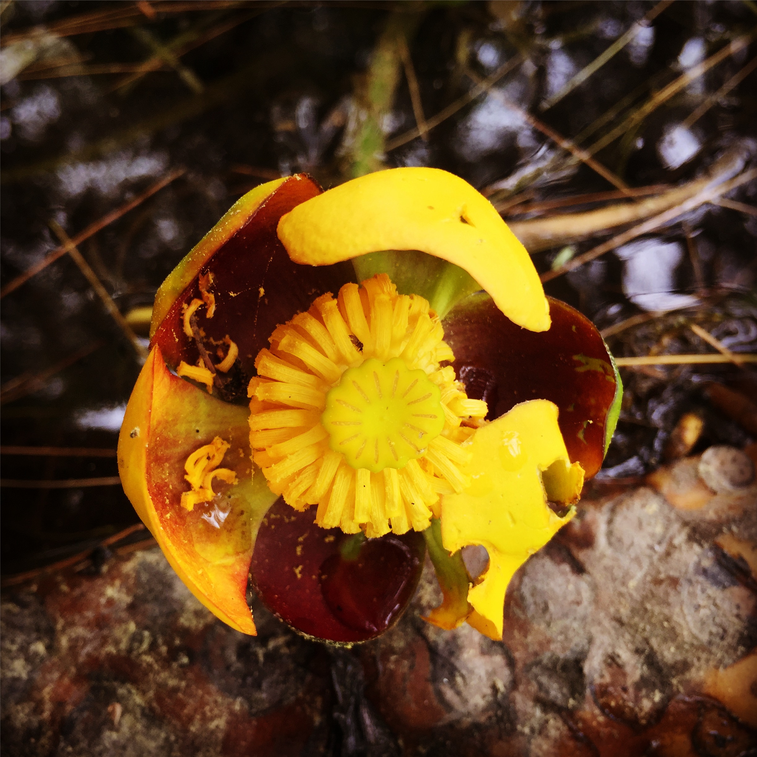  yellow pond lily 