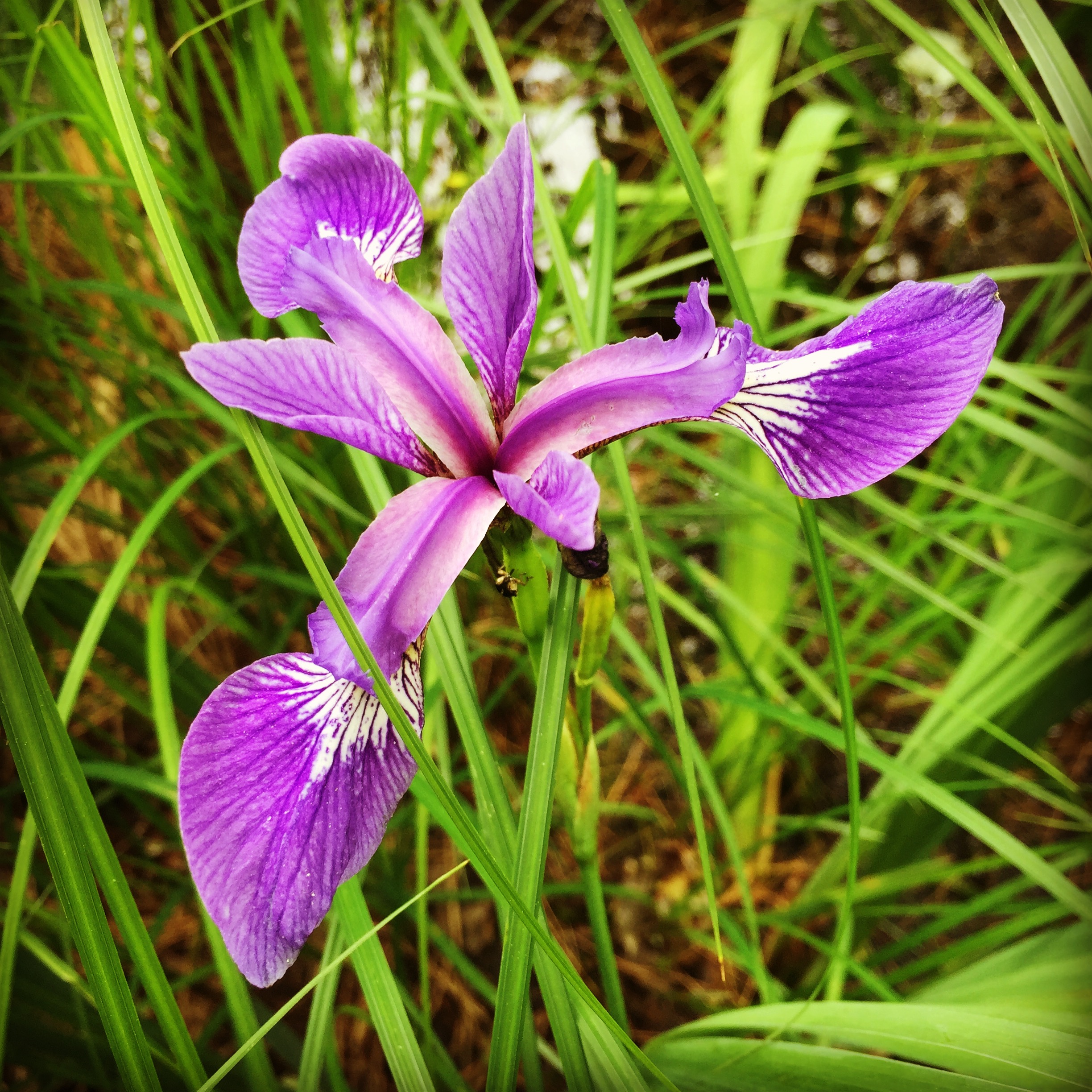  Blue flag wild irises look just like the Siberian irises growing in my garden, except smaller, and they bloom at the same time! 