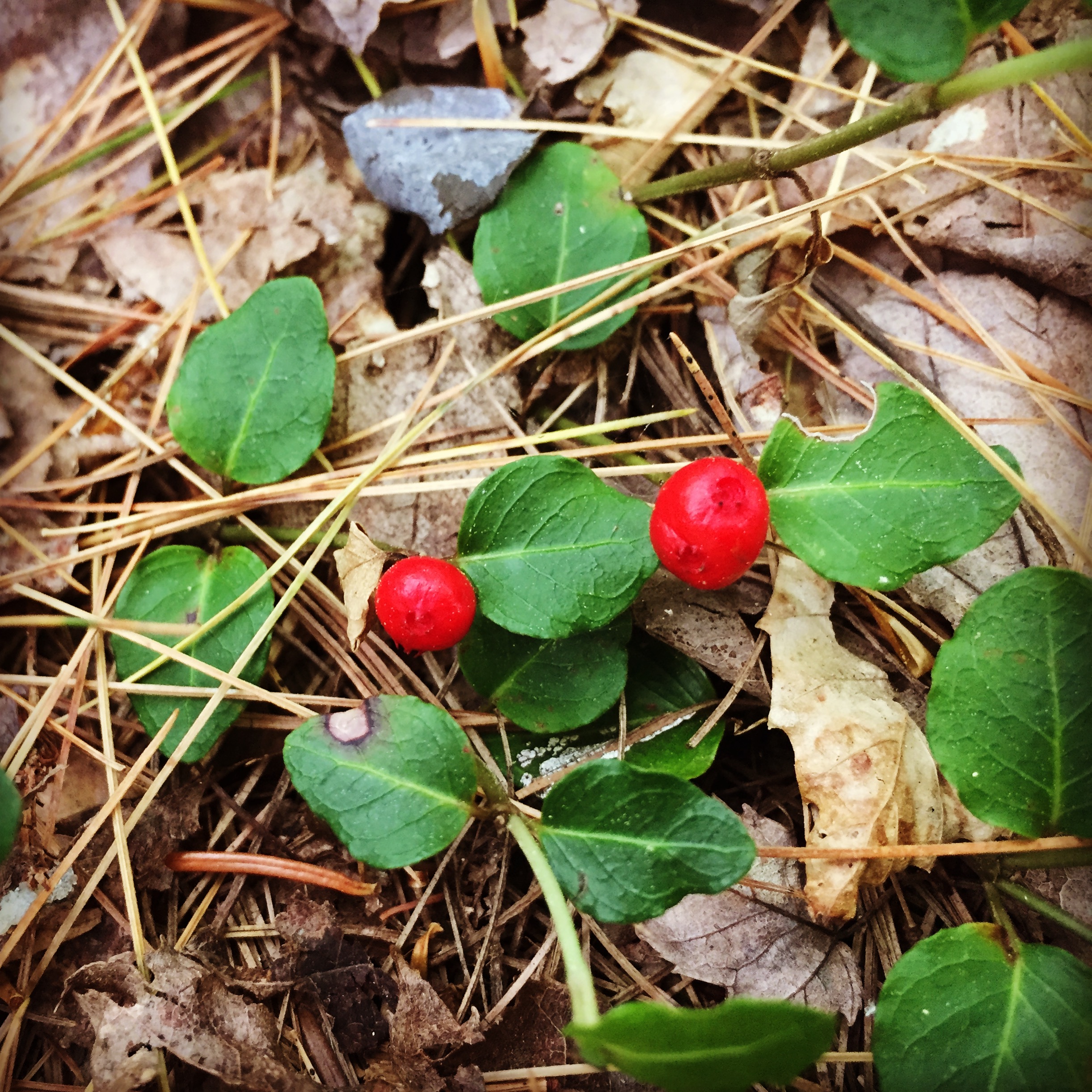  Partridge berry. Not to be confused with wintergreen or kinnikinnick. 