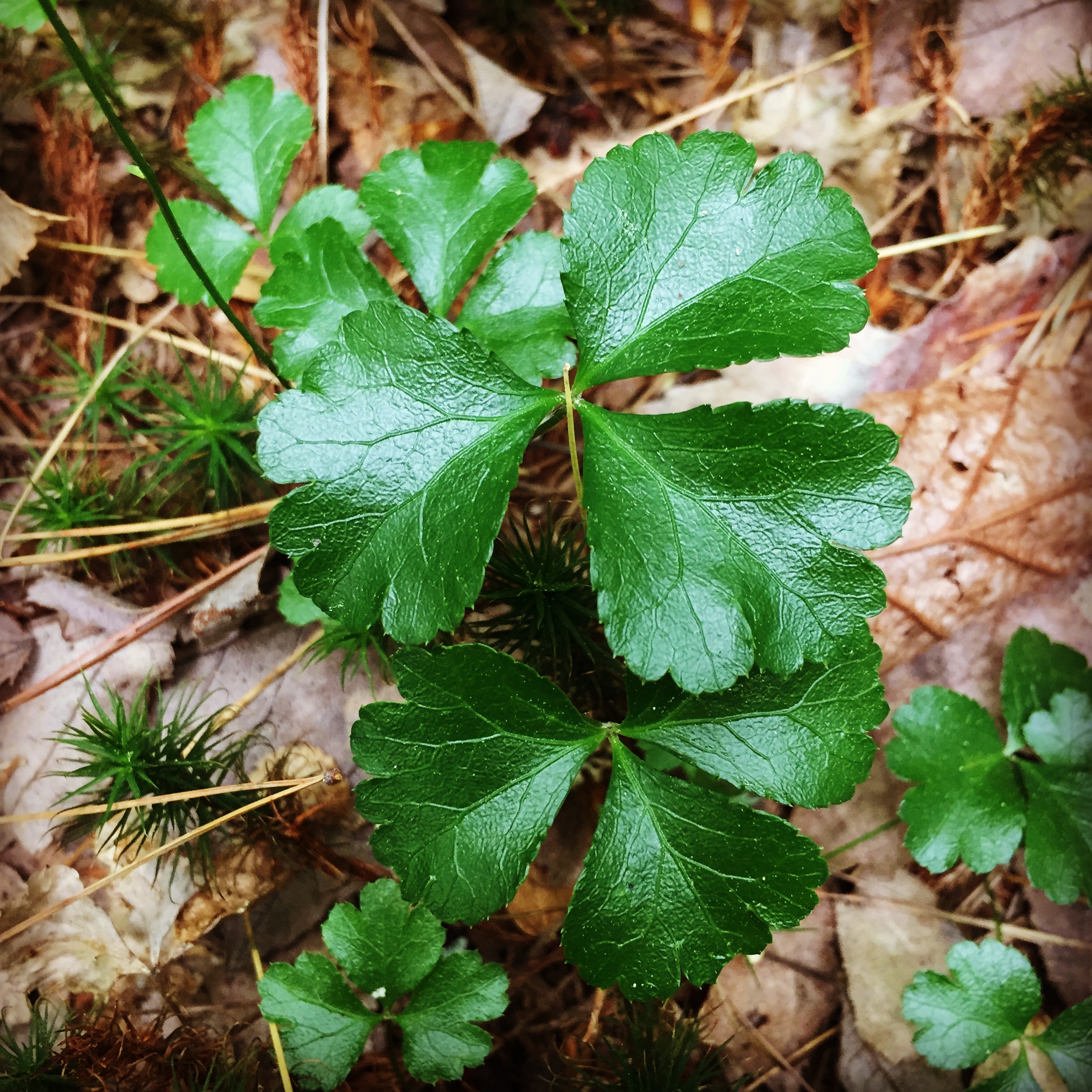  I have yet to identify this plant, though I see it often enough.  