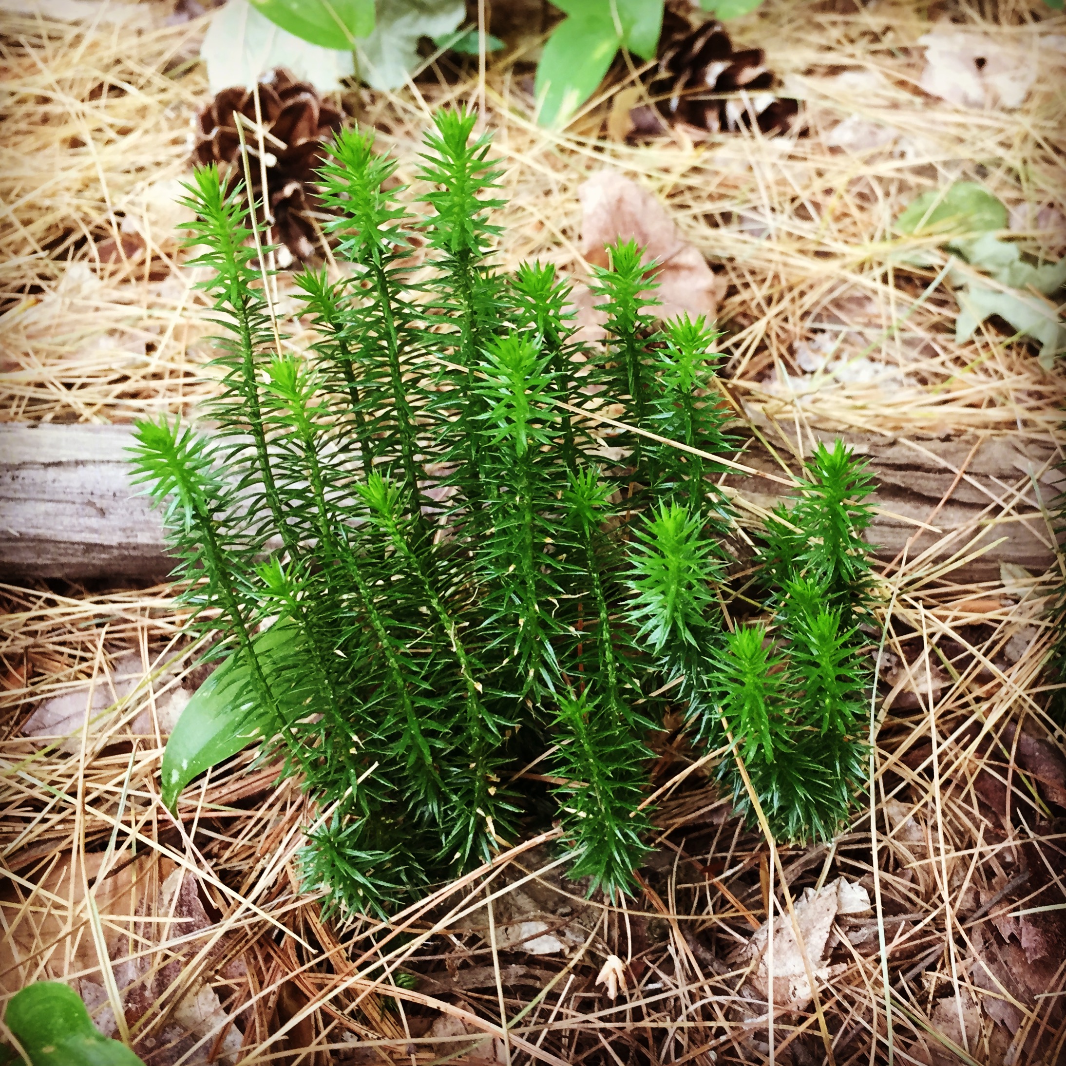  Another species of club moss. 