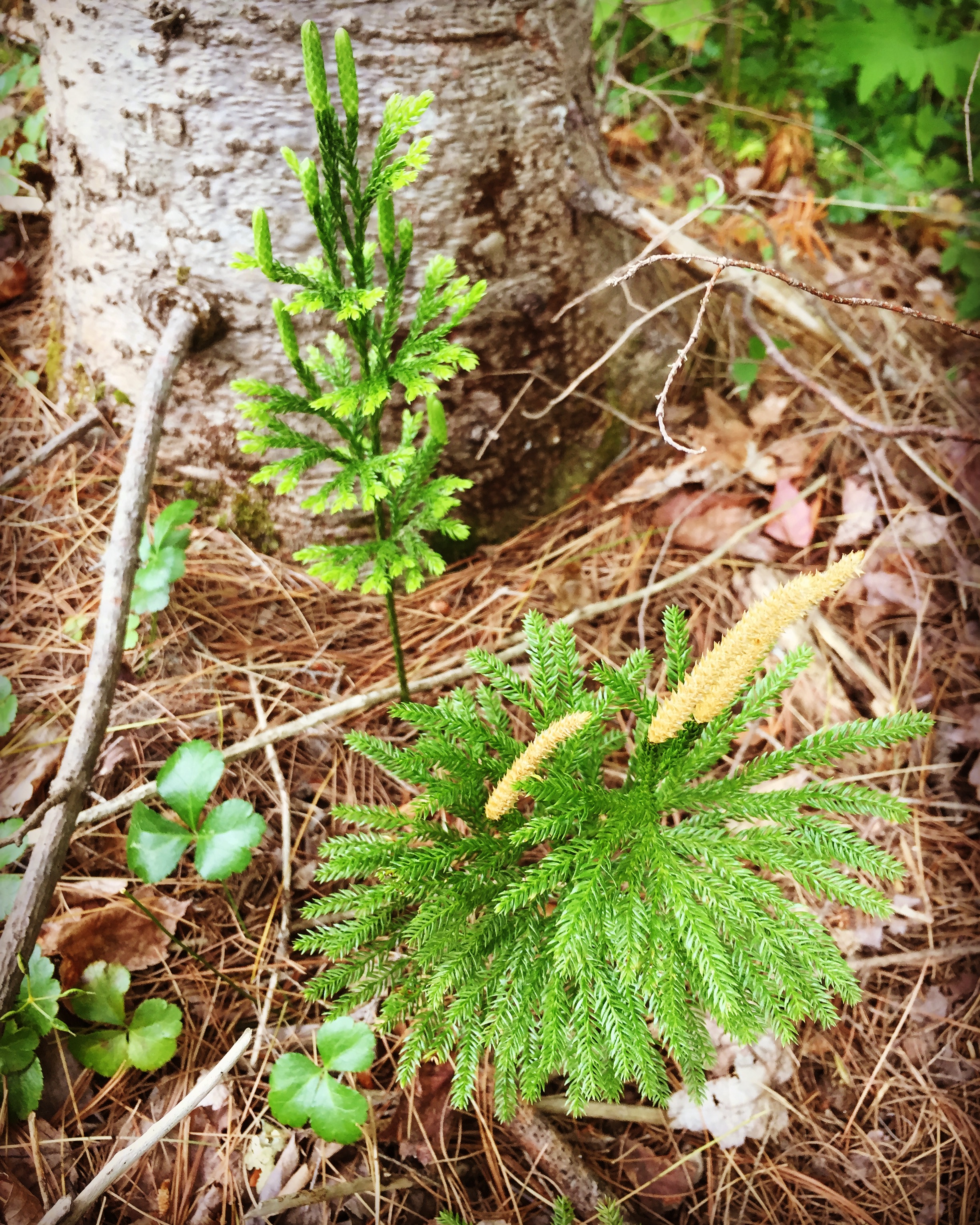  Club moss releasing spores. This is a relative of the earliest plants and is the clan badge for some of my Highland ancestors. It’s best not to disturb these beauties, as they can take 15 years to reproduce. 