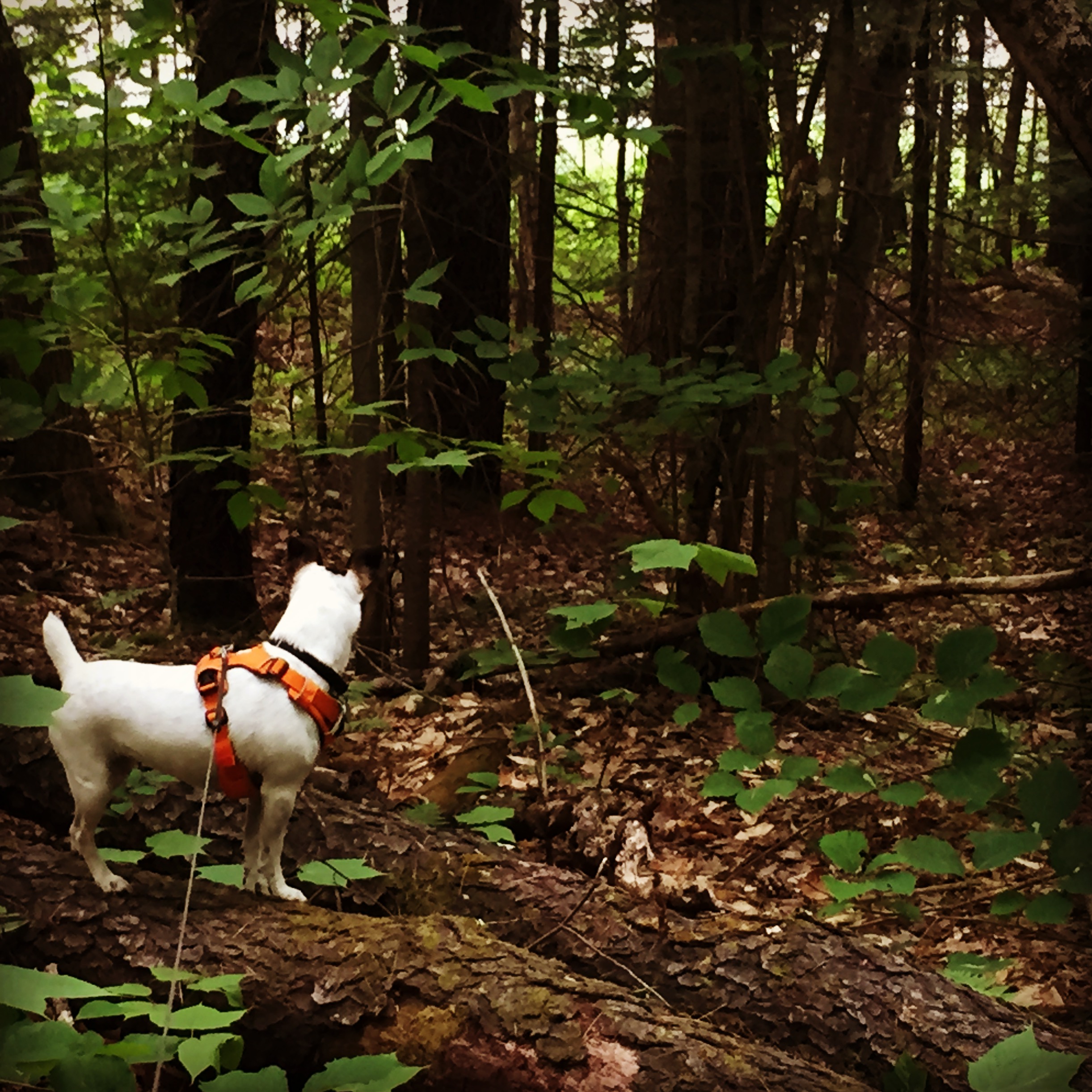  The little dog always has something to watch when we wander in the woods. 