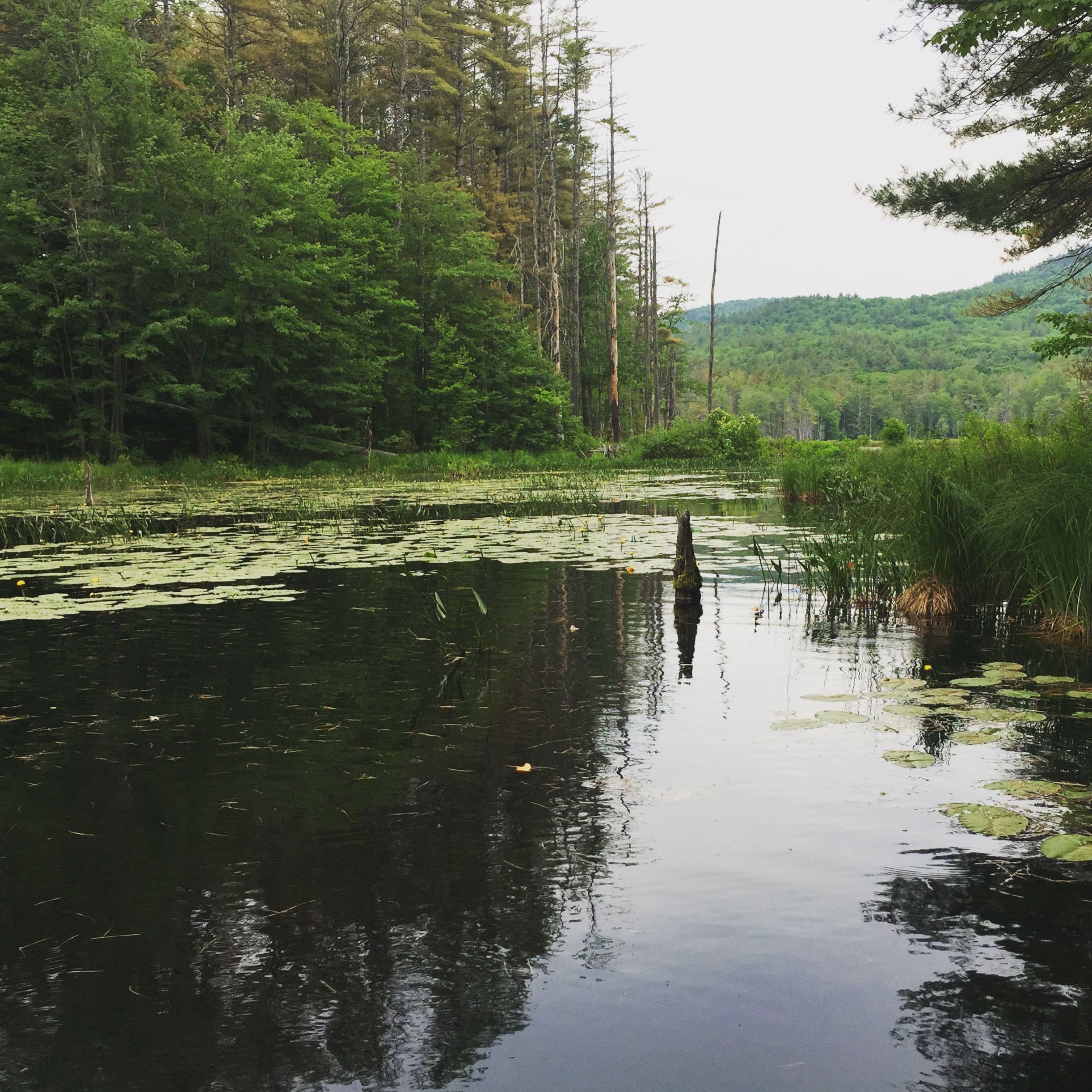  This was a cool and peaceful place to walk on a hot and humid day. 