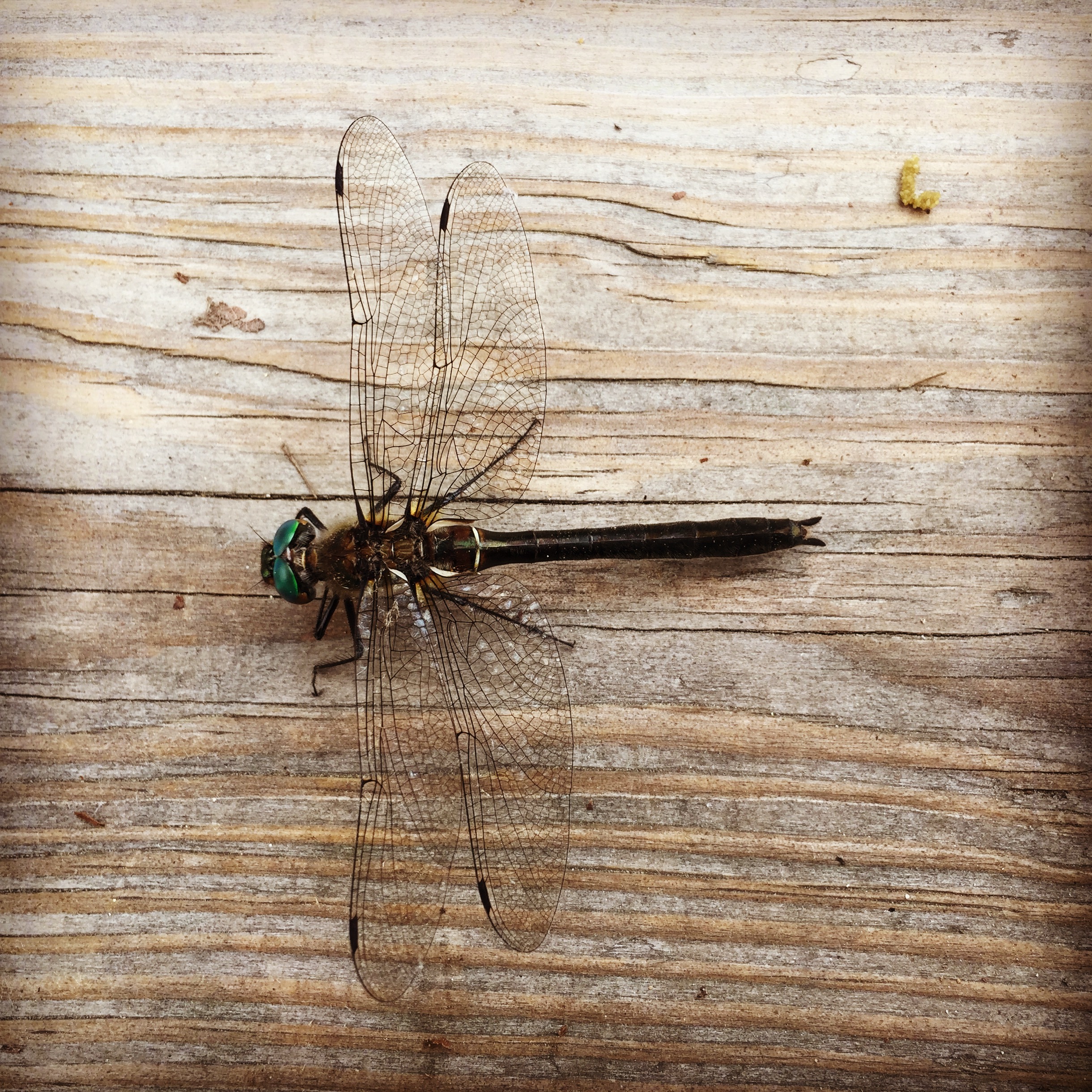  This dragonfly looked dead, and after photographing it, I went to pick it up and move it to the side of the trail, but it WAS NOT DEAD, only resting, and let me know by beating its wings rapidly against my hand. It was quite a shock! 