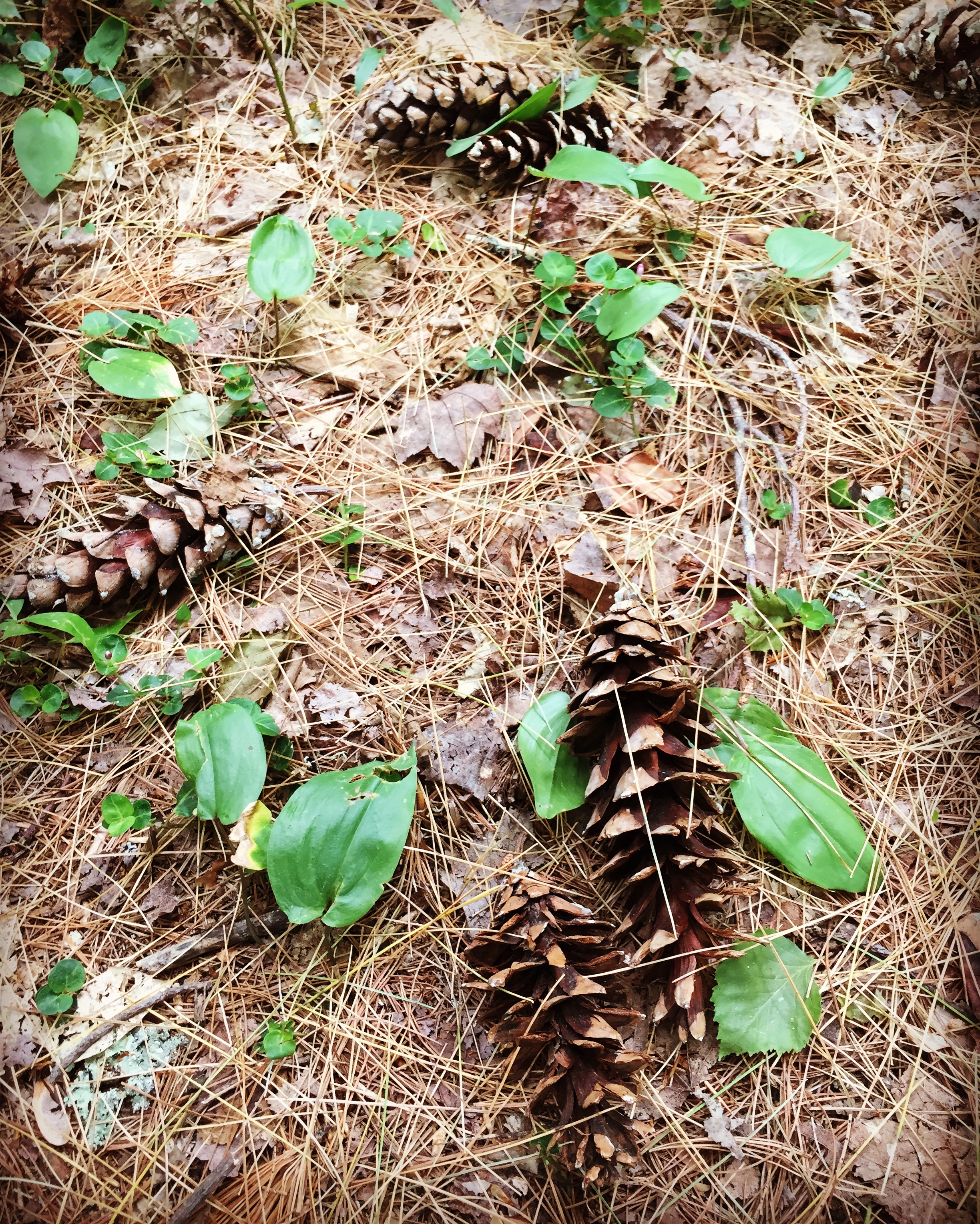  White pine cones. 