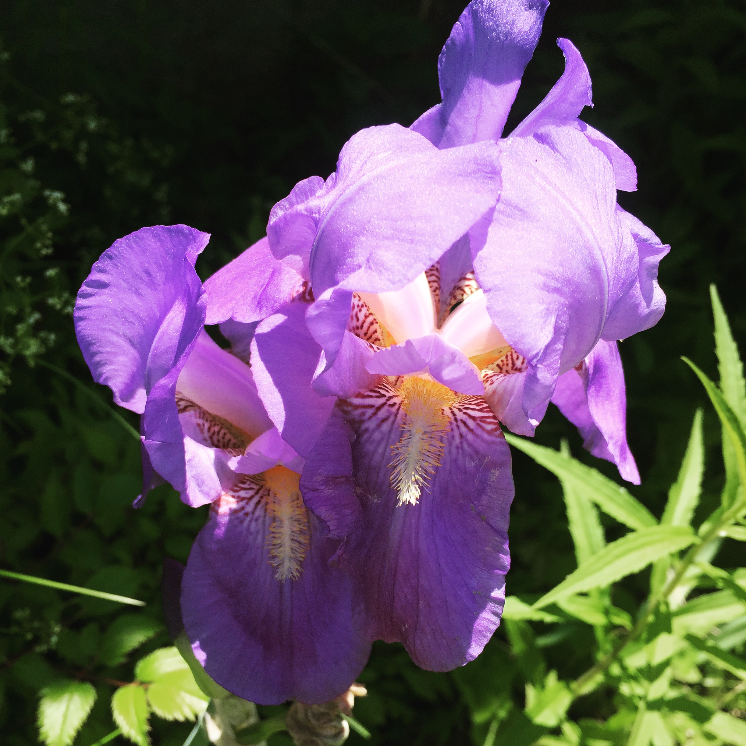  The bearded irises are luminous in the afternoon sunshine today.  