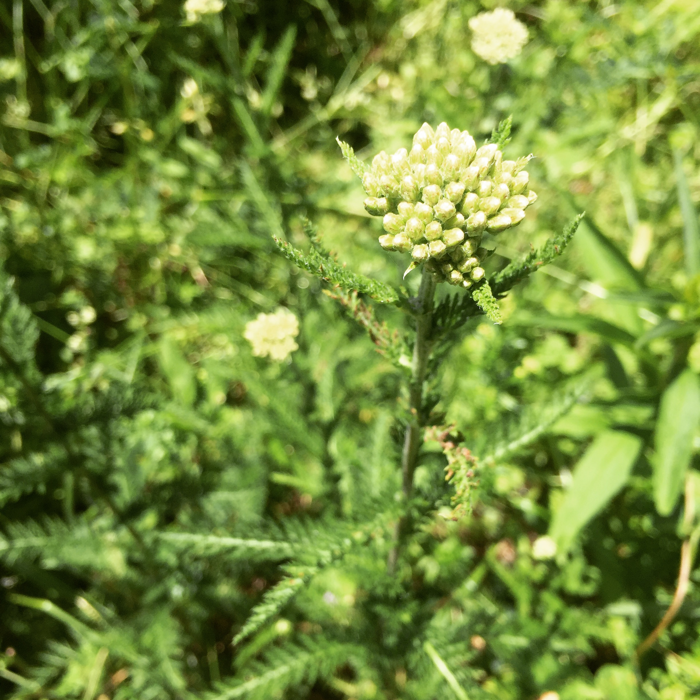  The yarrow is getting ready to bloom. Soon, I will be harvesting for  Green Wonder Salve  and  Herbal Bug Spray . 