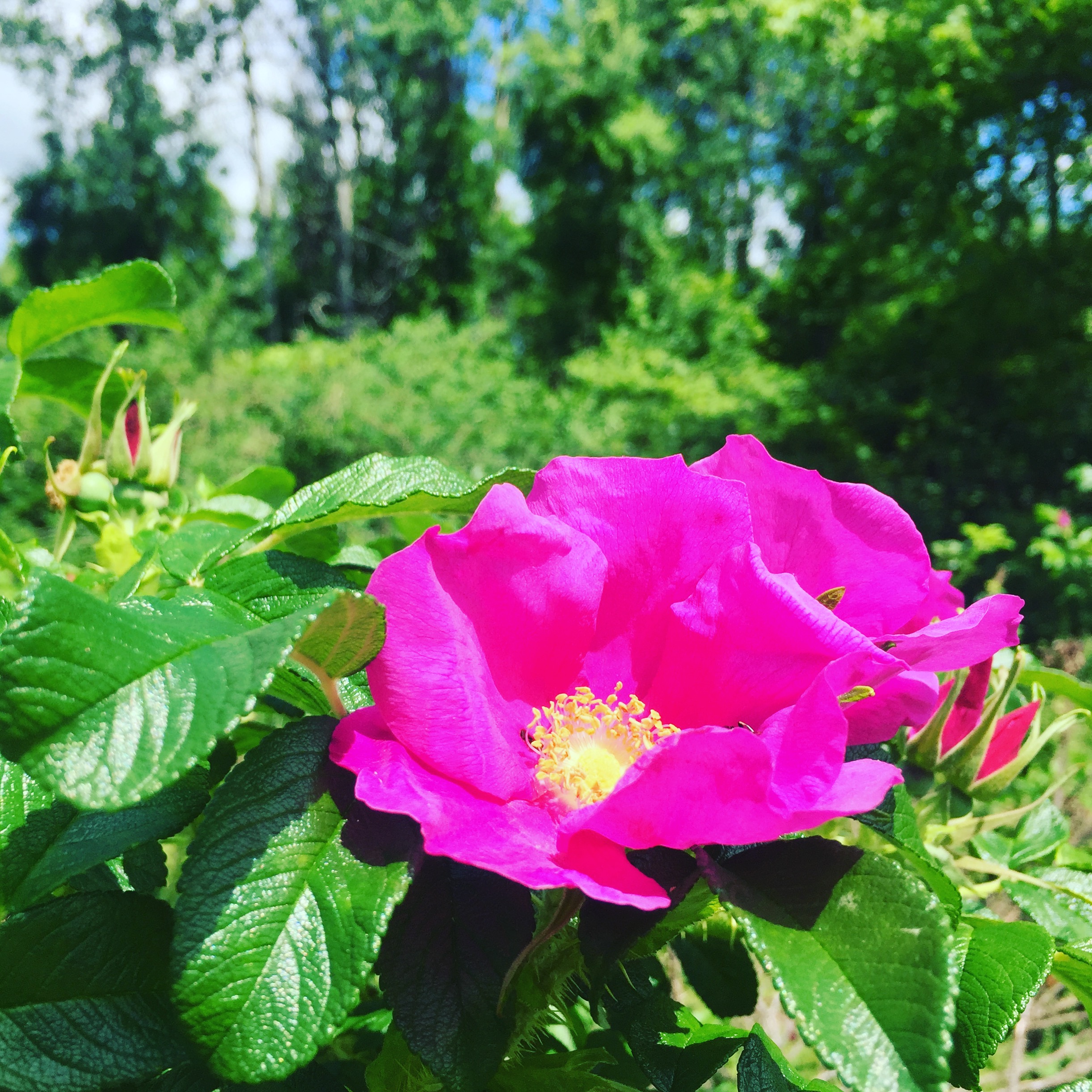  The flush of roses has begun! Rosa rugosa blooms all season, until the first frost, but for a few weeks in June, the volume of blooms is much greater. Each day, I handpick rose chafer pests from the plants, then harvest the rose petals, and finally 