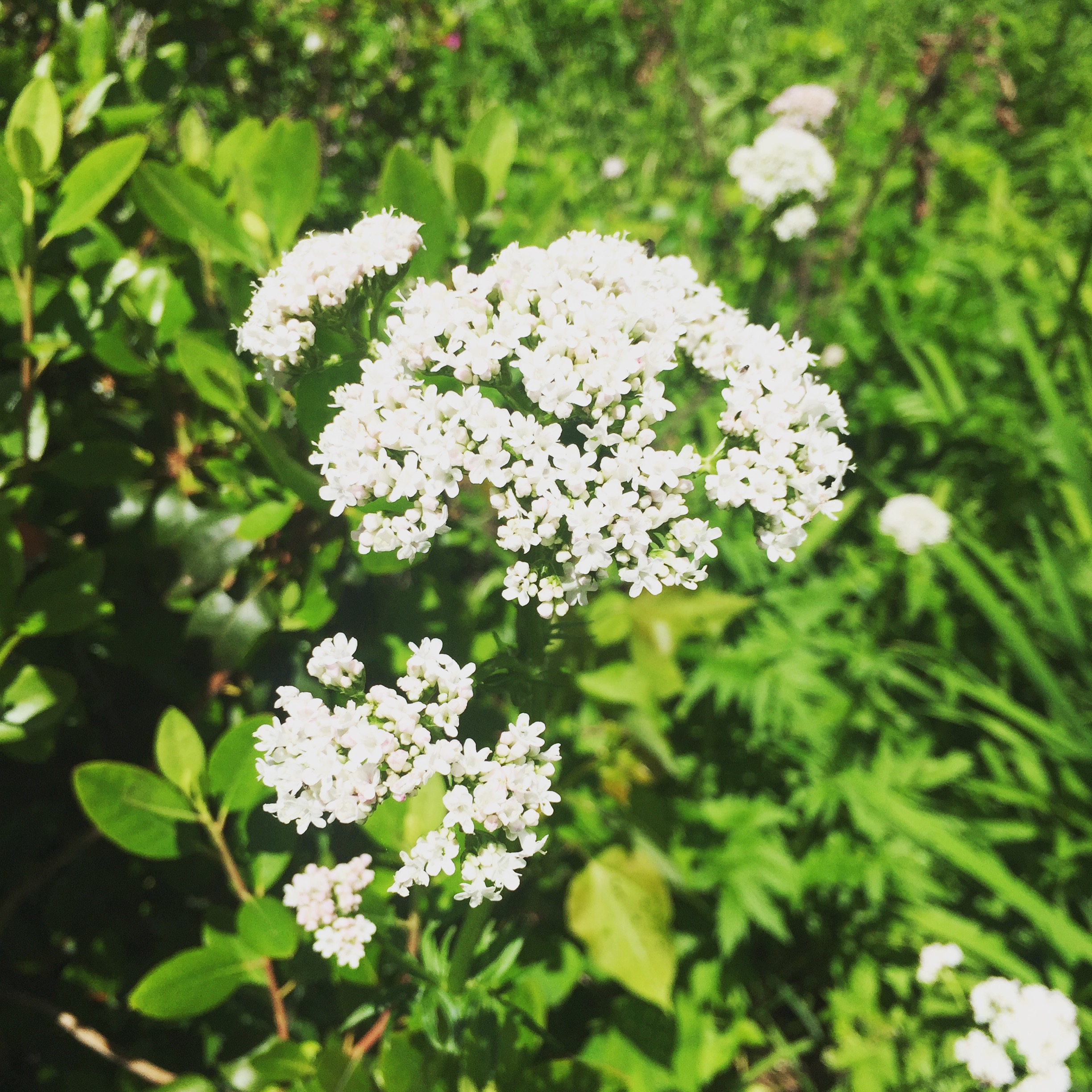  The valerian is reaching for the sun today. Tall and stately, these plants pop up all over the garden — even right out of the lawn! A strong medicine, in more ways than one. 