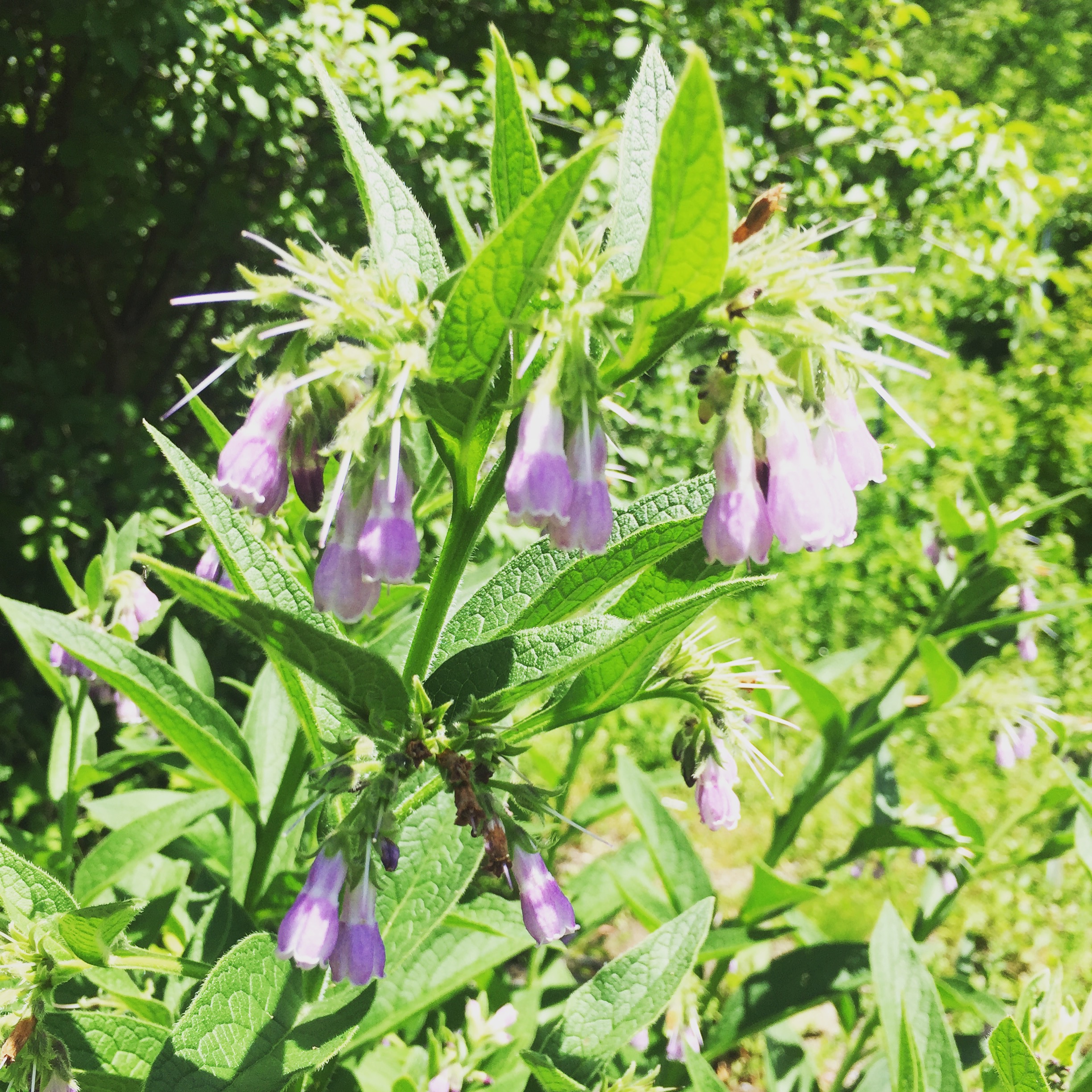  The comfrey is gorgeous and in full bloom — feeding pollinators and my soul. I will soon be harvesting the first stalks for  Green Wonder Salve  and other new salves making their debut this year. 