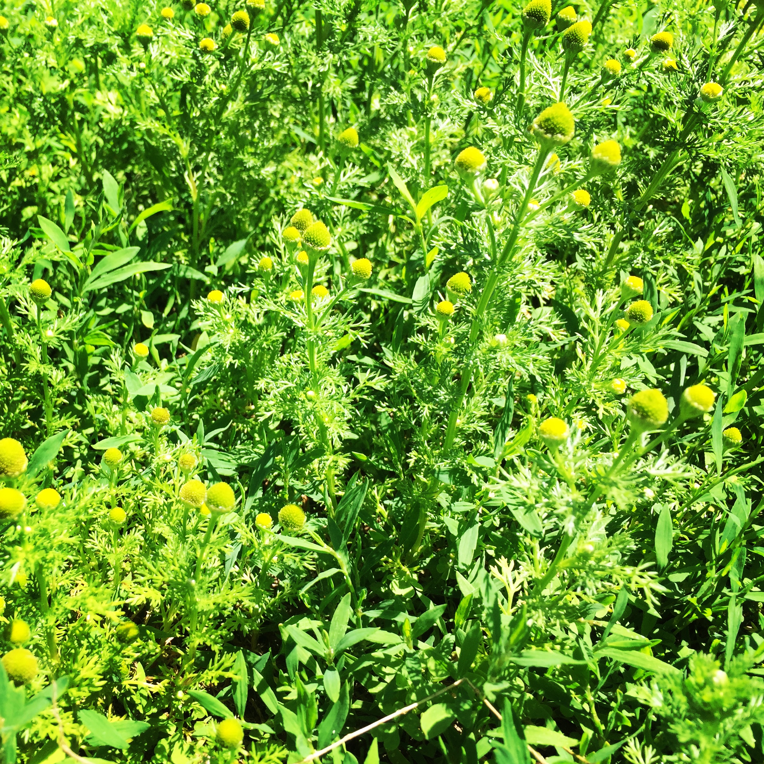  Pineapple weed volunteers in the most difficult of places — the driveway! This local relative of chamomile smells delicious and always makes me smile when I step out of my car. 