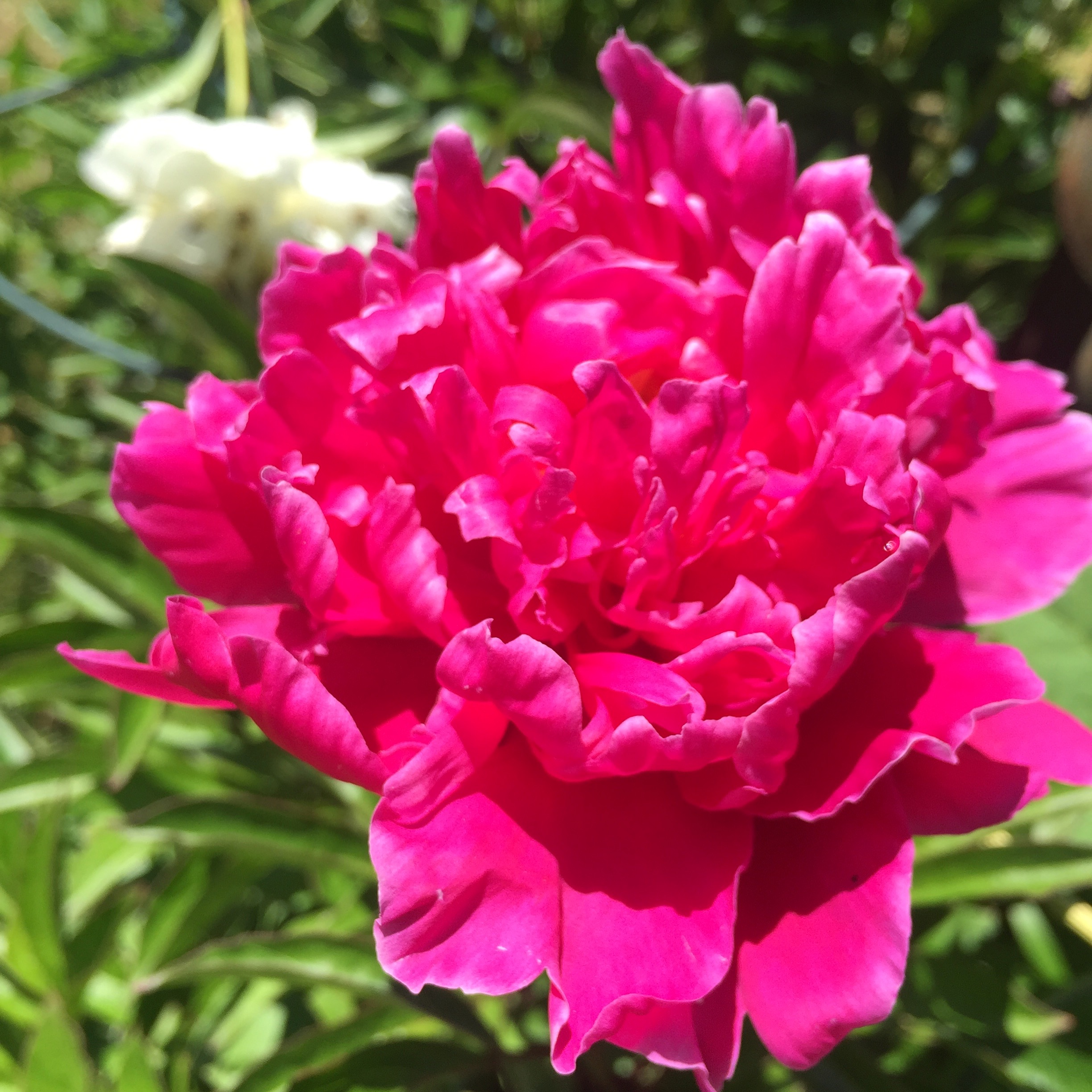  The peonies are blooming! The peonies are blooming! 