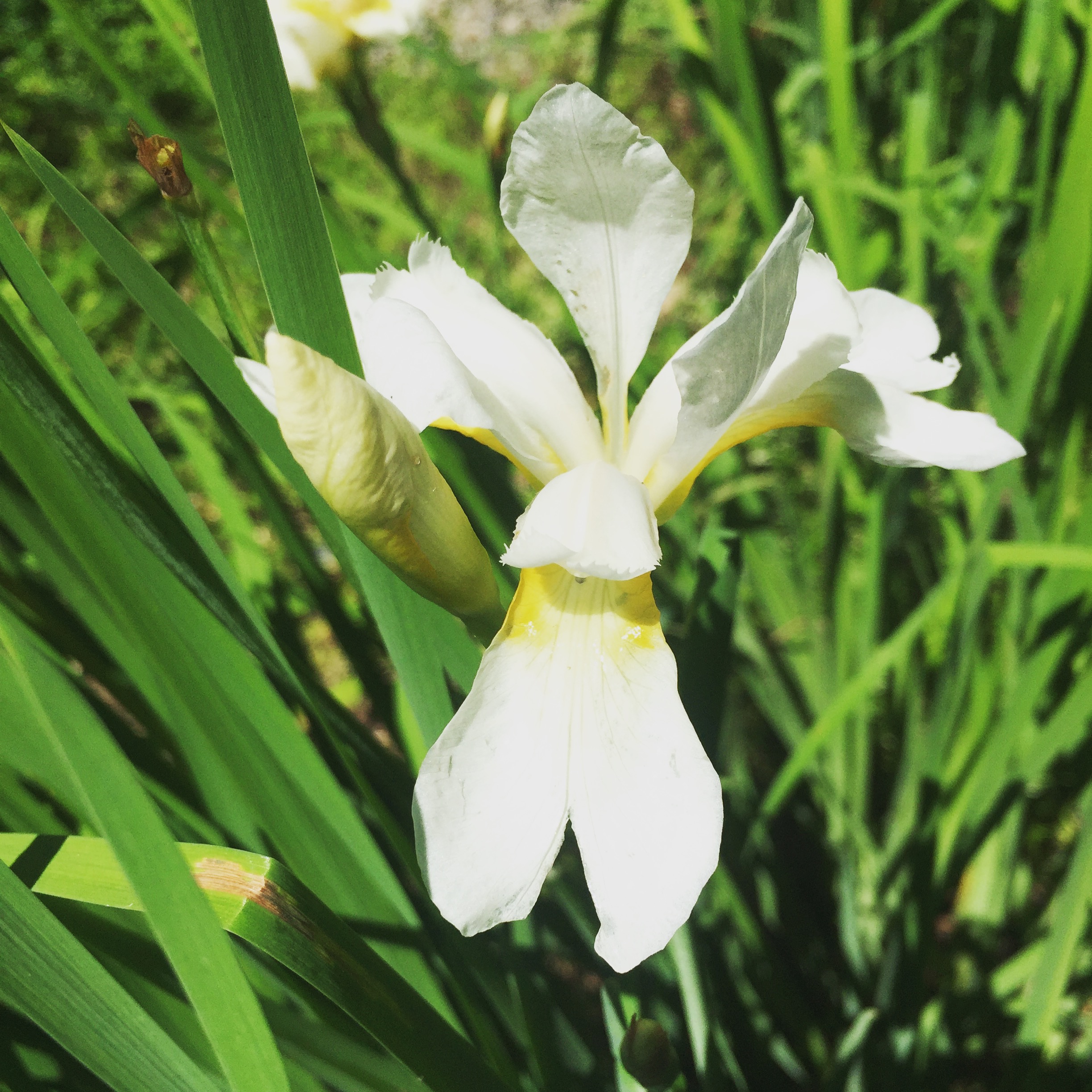  Some of the Siberian irises have been popping up white with yellow highlights. The surprises never cease when Mother Nature is at the wheel. 