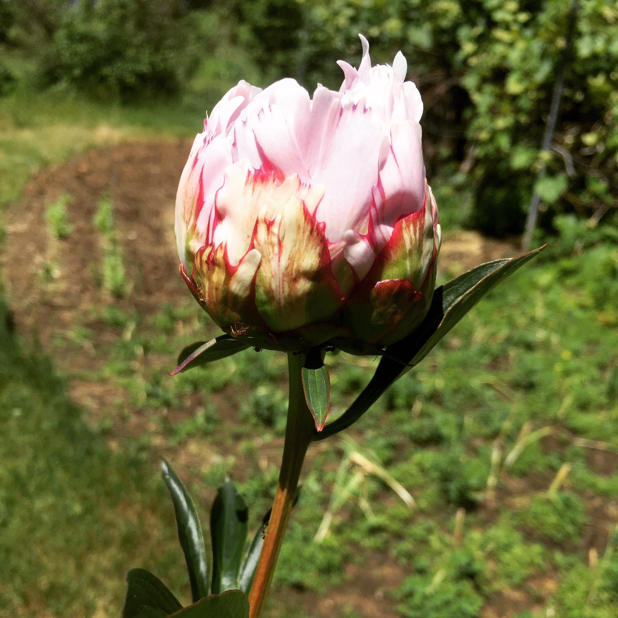  And one more peony on its way. 