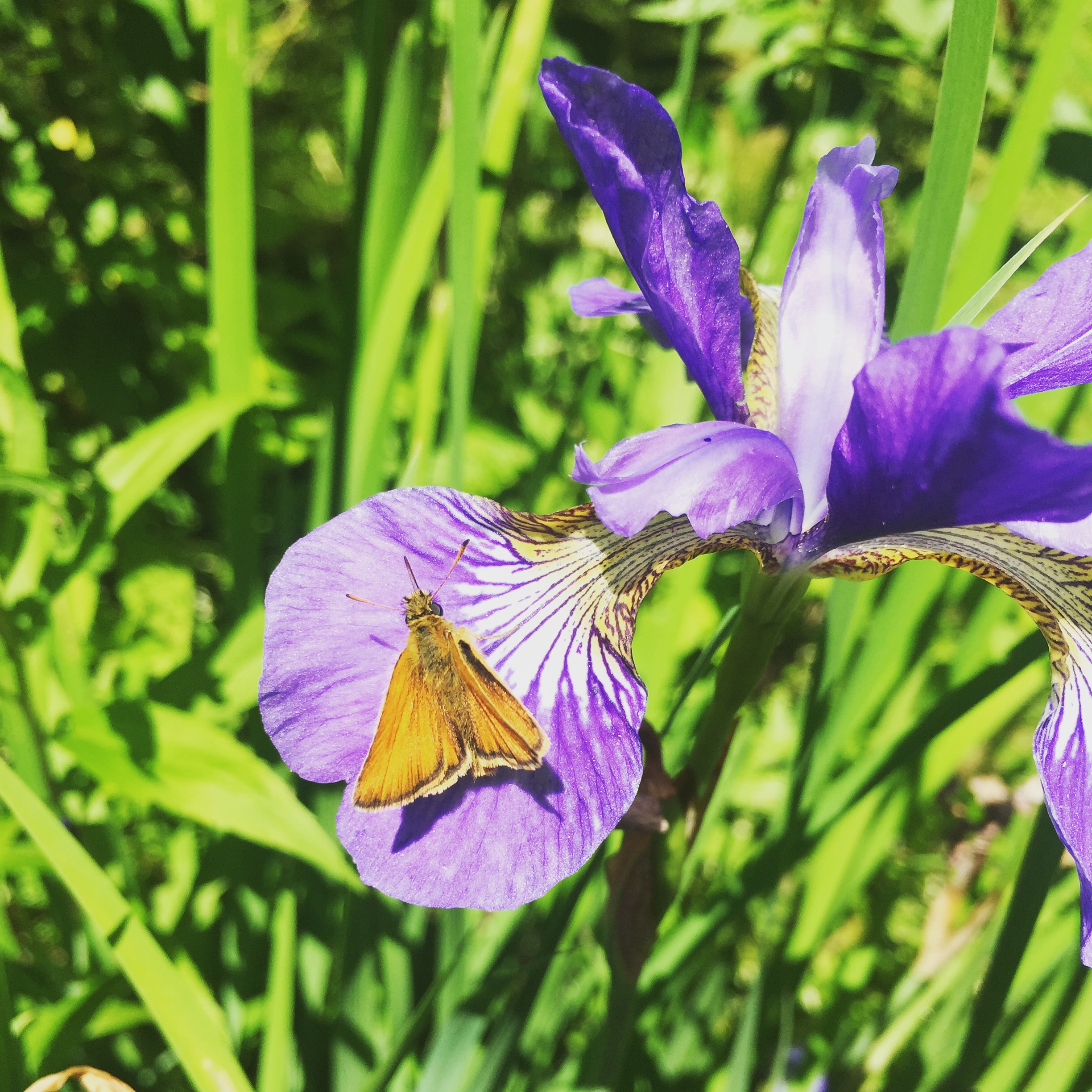 This Siberian iris has a visitor. 