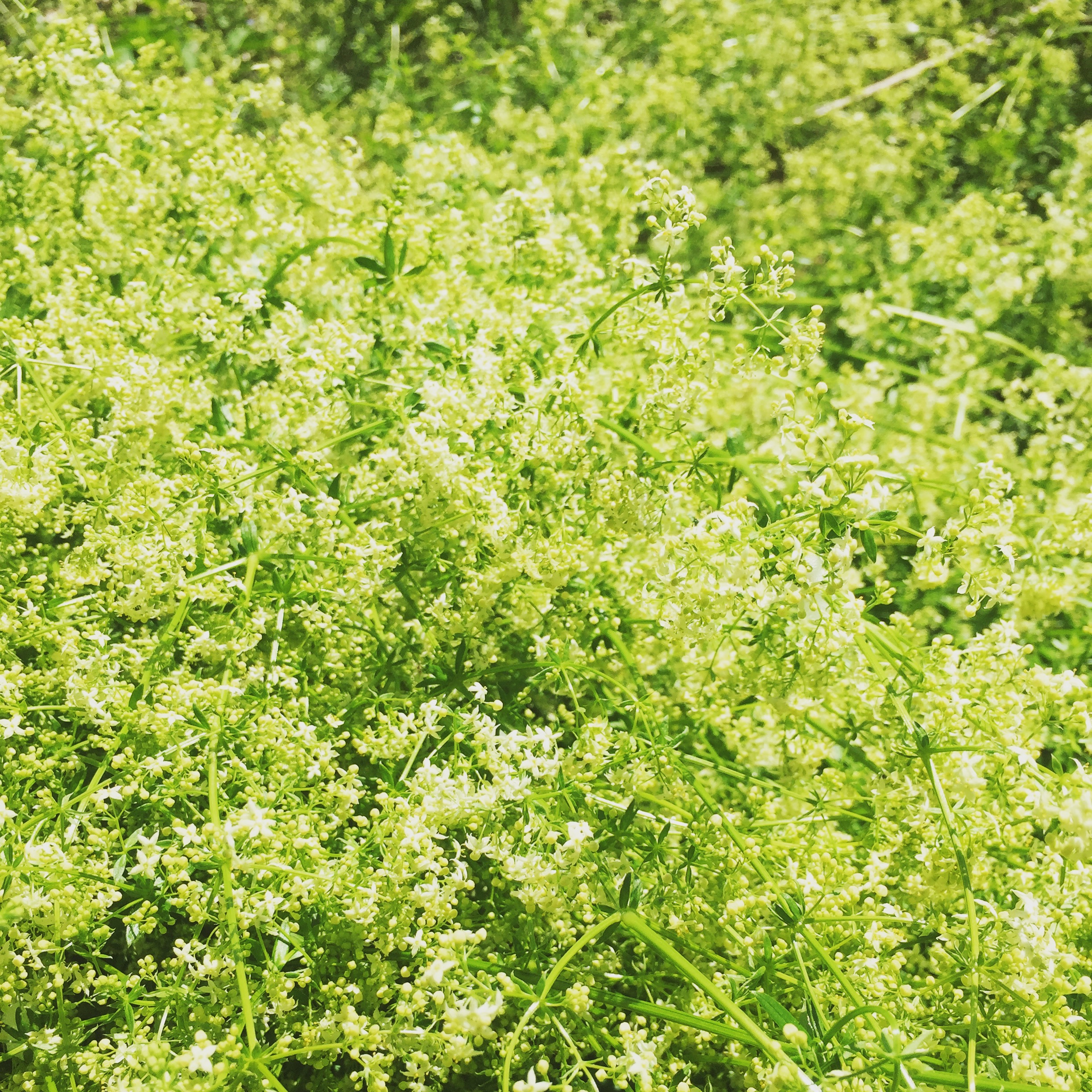  White bedstraw in full bloom and carpeting some of the nearby fields. 