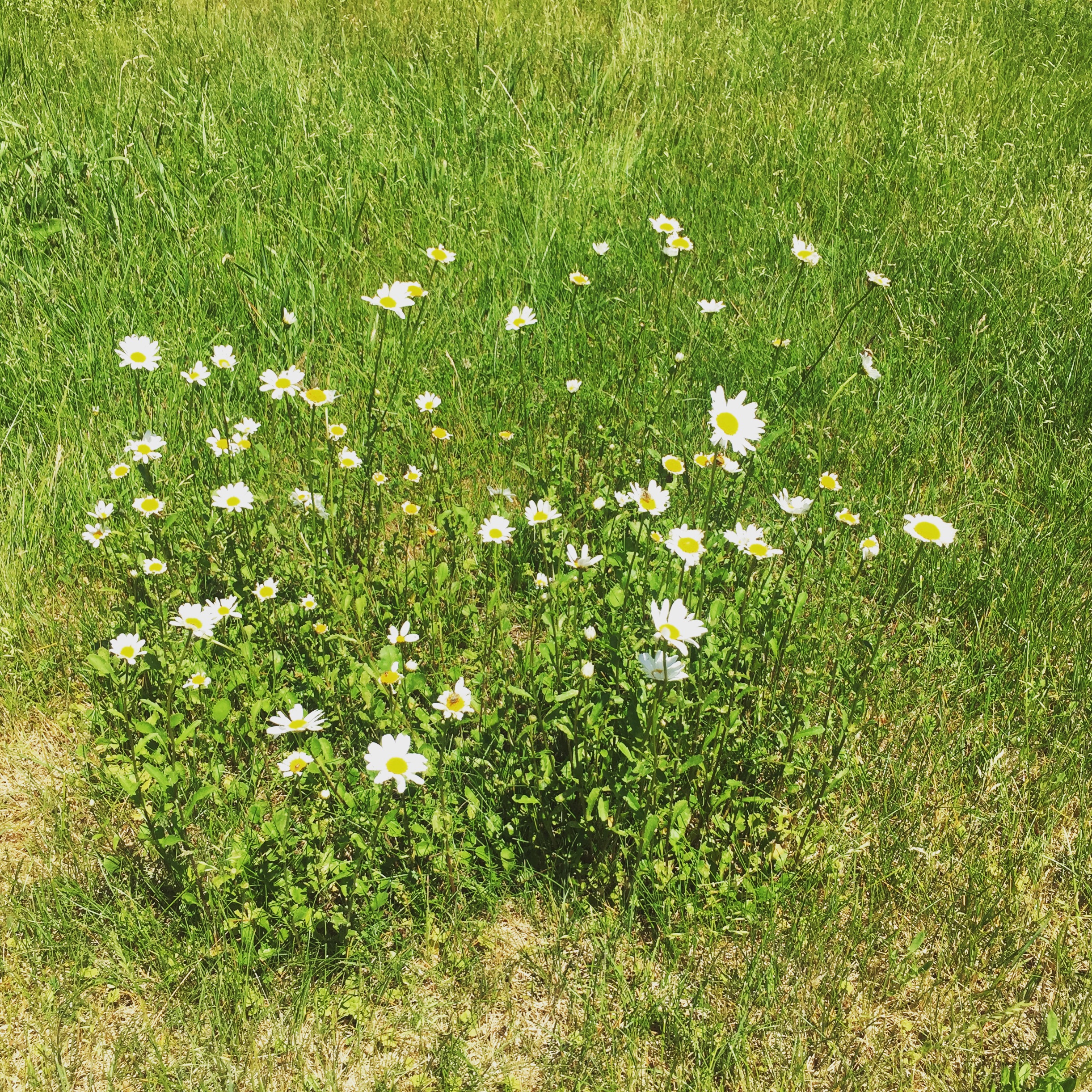  A patch of daisies volunteering in the lawn. Who has the heart to mow these days? 