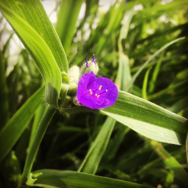  Purple spiderworts have such rich, exciting color — too bad they are really invasive! Two garden beds were completely taken over by pink spiderwort after I left them alone for three years “because they’re so pretty.” Now, I treat spiderwort like a w