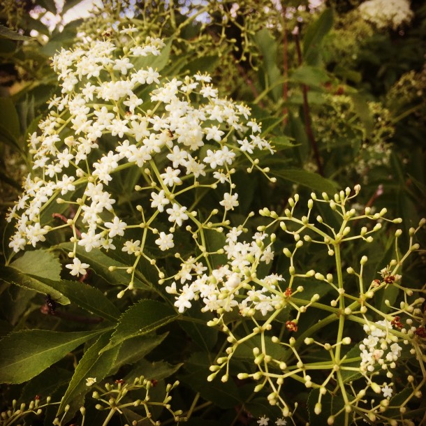  The elderflowers were plentiful this year, and now they are going by. Looking forward to the medicinal berries in the late summer. I may net the bushes this year because the birds tend to eat them just before they are ripe enough for human consumpti