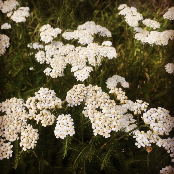  My beloved yarrow is such a ally for skin health, and it is in full bloom right now. Harvest is tomorrow! Yarrow is the star of both  Green Wonder Salve  and Half Wild  Herbal Bug Spray . 