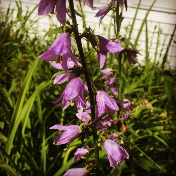  One of the few flowers that I have yet to identify in the perennial garden. Any ideas? 