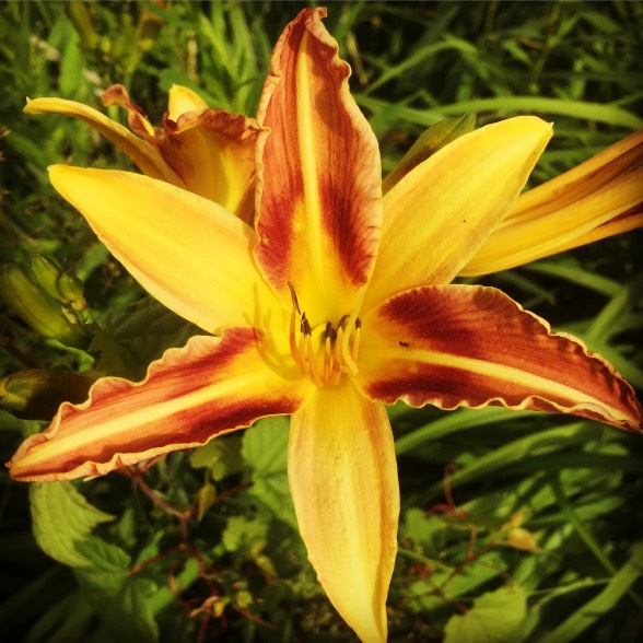  This lovely lily surprises me every year with its multicolors. 
