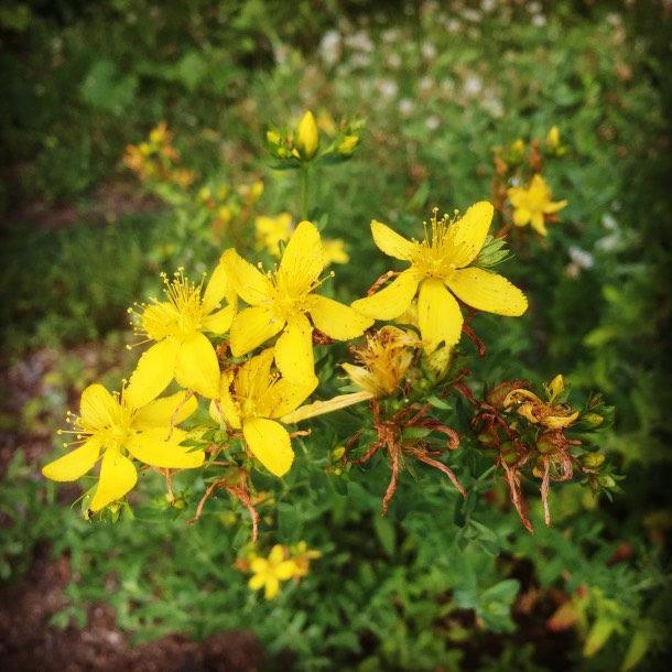  The St. John’s wort is ready for harvest tomorrow morning, too. Although the lore says that the flowers are ready around the summer solstice, this far north they are a few weeks delayed. Look for St. John’s wort in new Half Wild products coming late