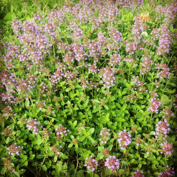  The creeping thyme is blooming in the lawn. If I had my way, it would replace all the grass — grow, thyme, grow!! Thyme is a key ingredient in  Half Wild Herbal Bug Spray.  