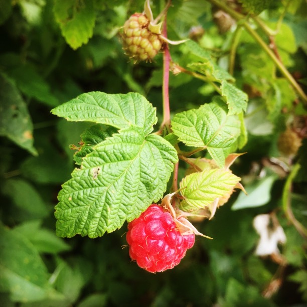  The year’s first raspberry is almost ripe! 