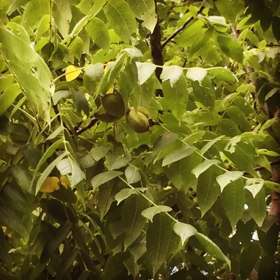  It’s a butternut year…if we can snag a few ripe ones before the squirrels squirrel them away for the winter. 