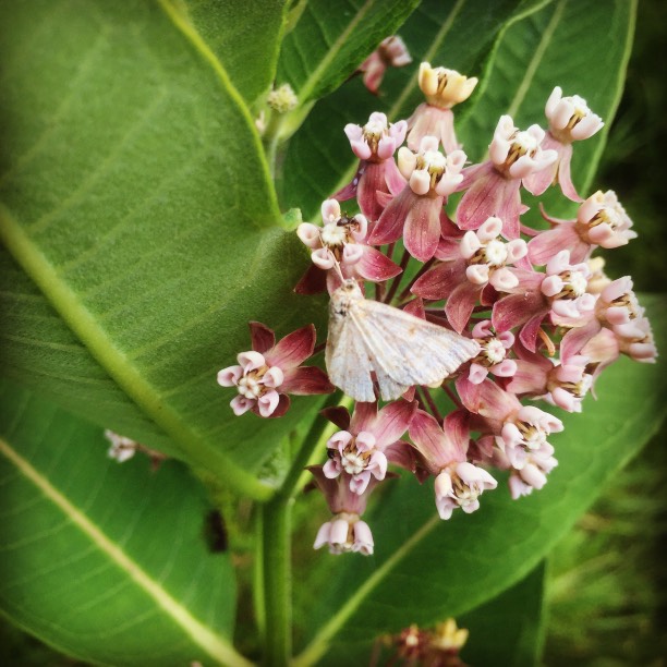  The milkweeds are blooming, and the smell is heavenly, like an expensive perfume. A few years ago, I decided to encourage the milkweed to grow, and it has really taken off. We had quite a few monarch caterpillars last year. 