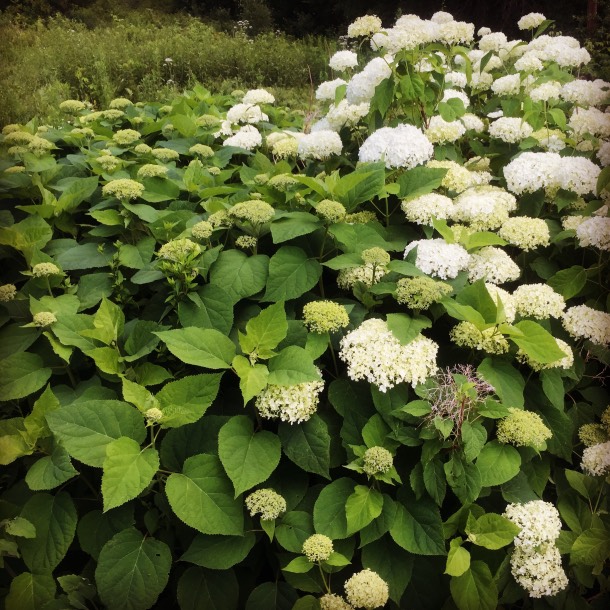  The hydrangea experiment. The right side was left to regrow without being cut back this year. The left side was pruned back to the ground in early spring. So far, the blooms are smaller than previous years, but I think they might be more beautiful. 