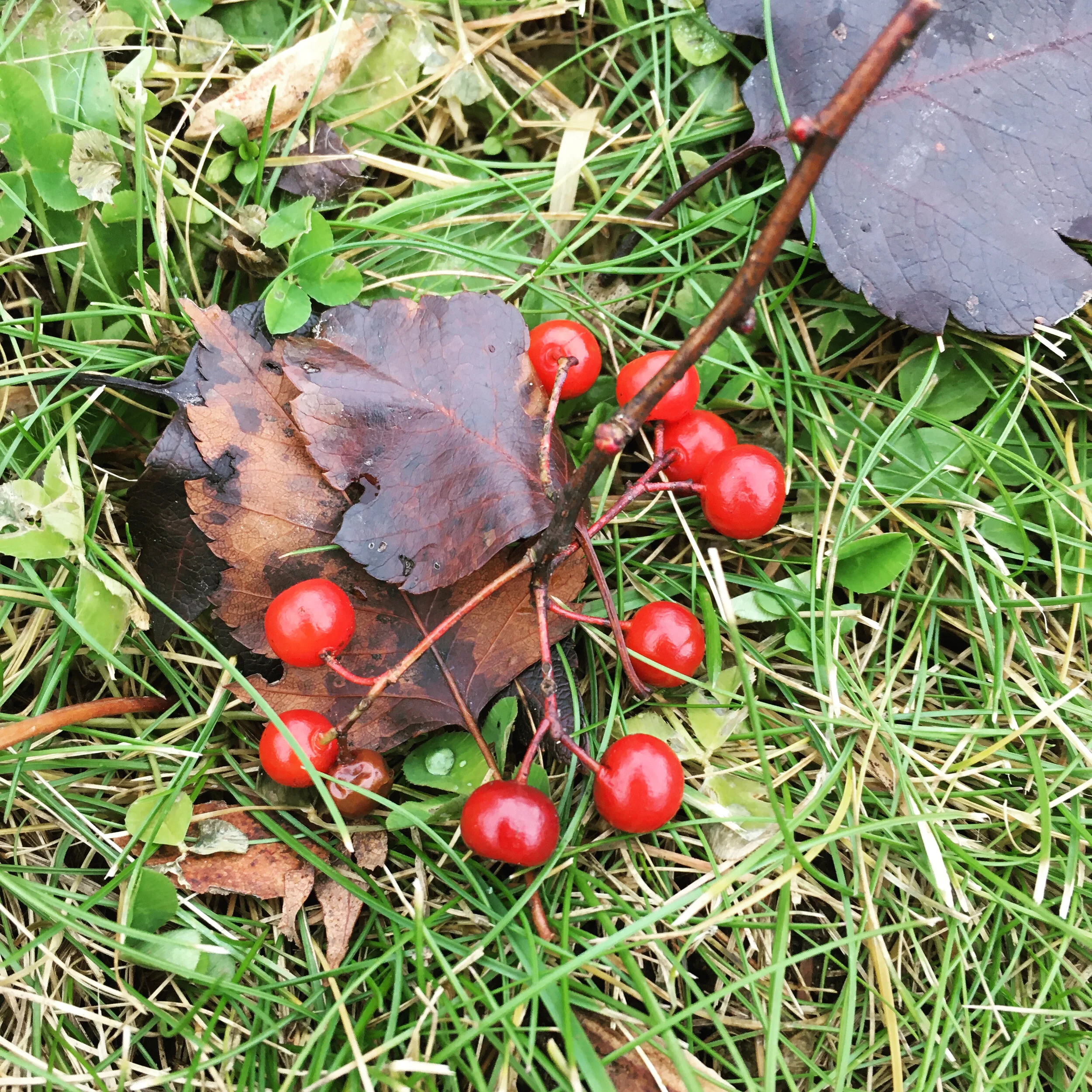  Hawthorn berries hidden under the snow. The ones left on the tree are a favorite of the robins who usually come in late autumn to feast on haws. They let quite a few of them on the tree and in the yard this year. 