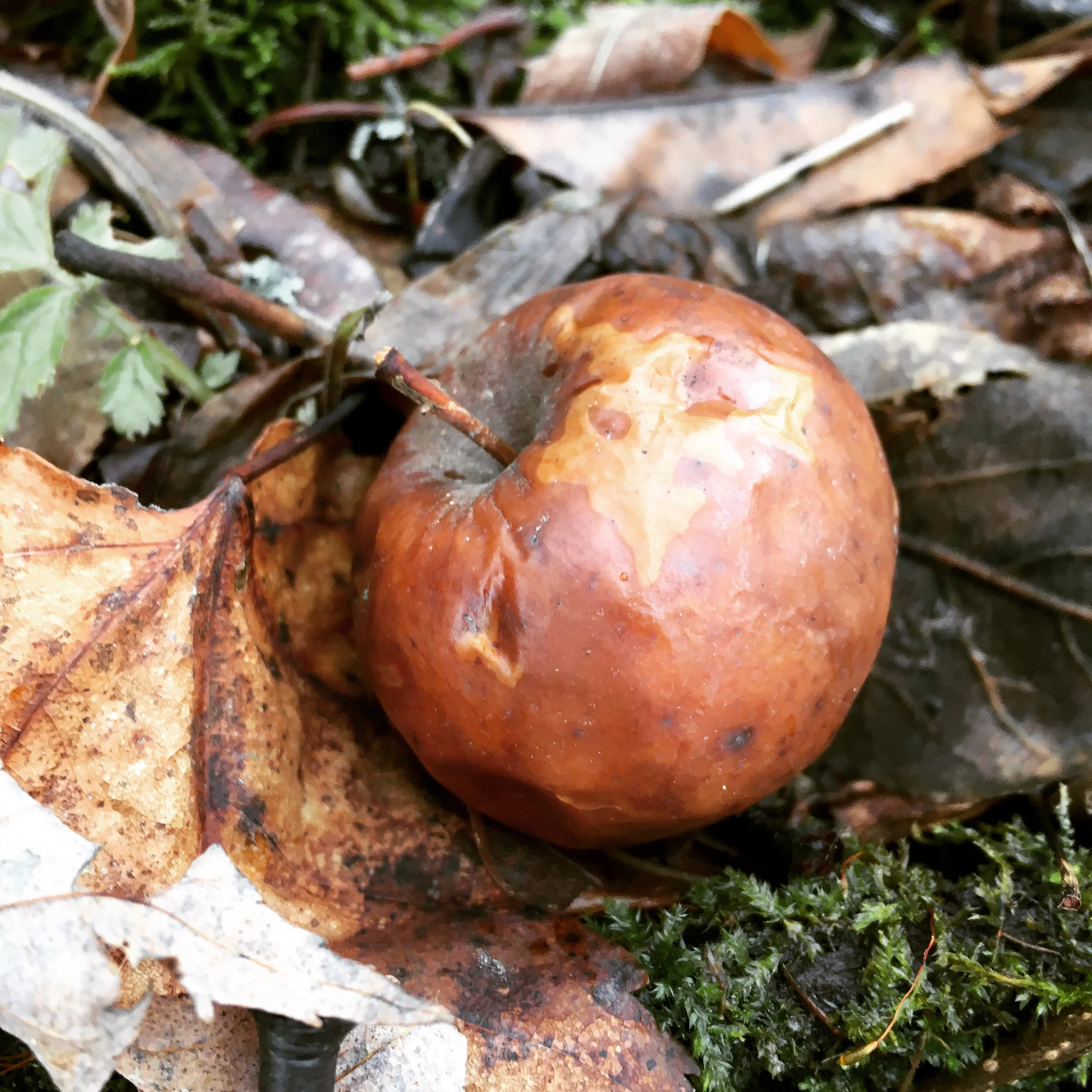  Wild ghost apple uncovered on the forest floor. Likely still edible after all these months, but I will leave them for the animals. 