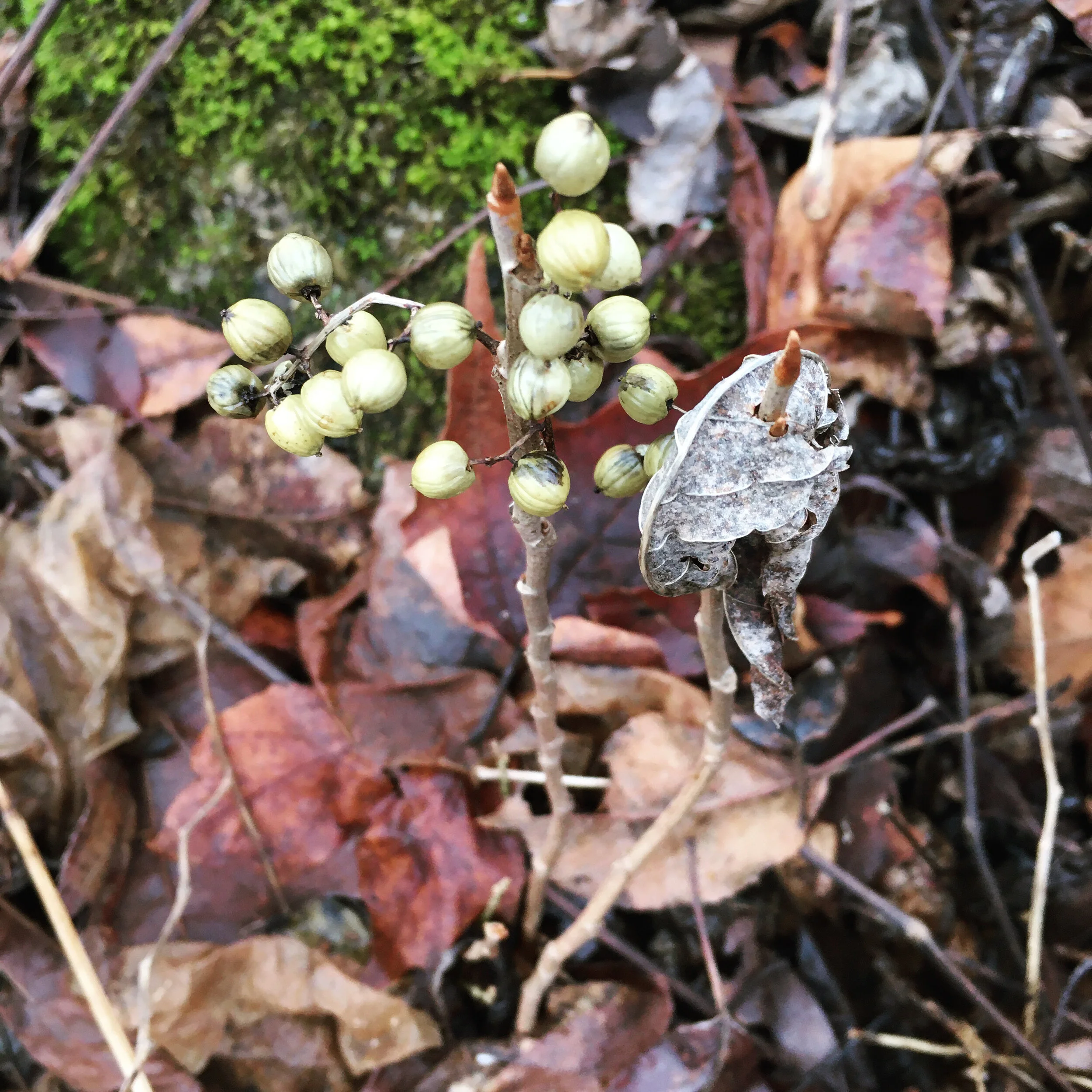 An unexpected cache of berries in the woods. I’m not sure what plant they are and will have to get out my identification books to figure it out some time. 