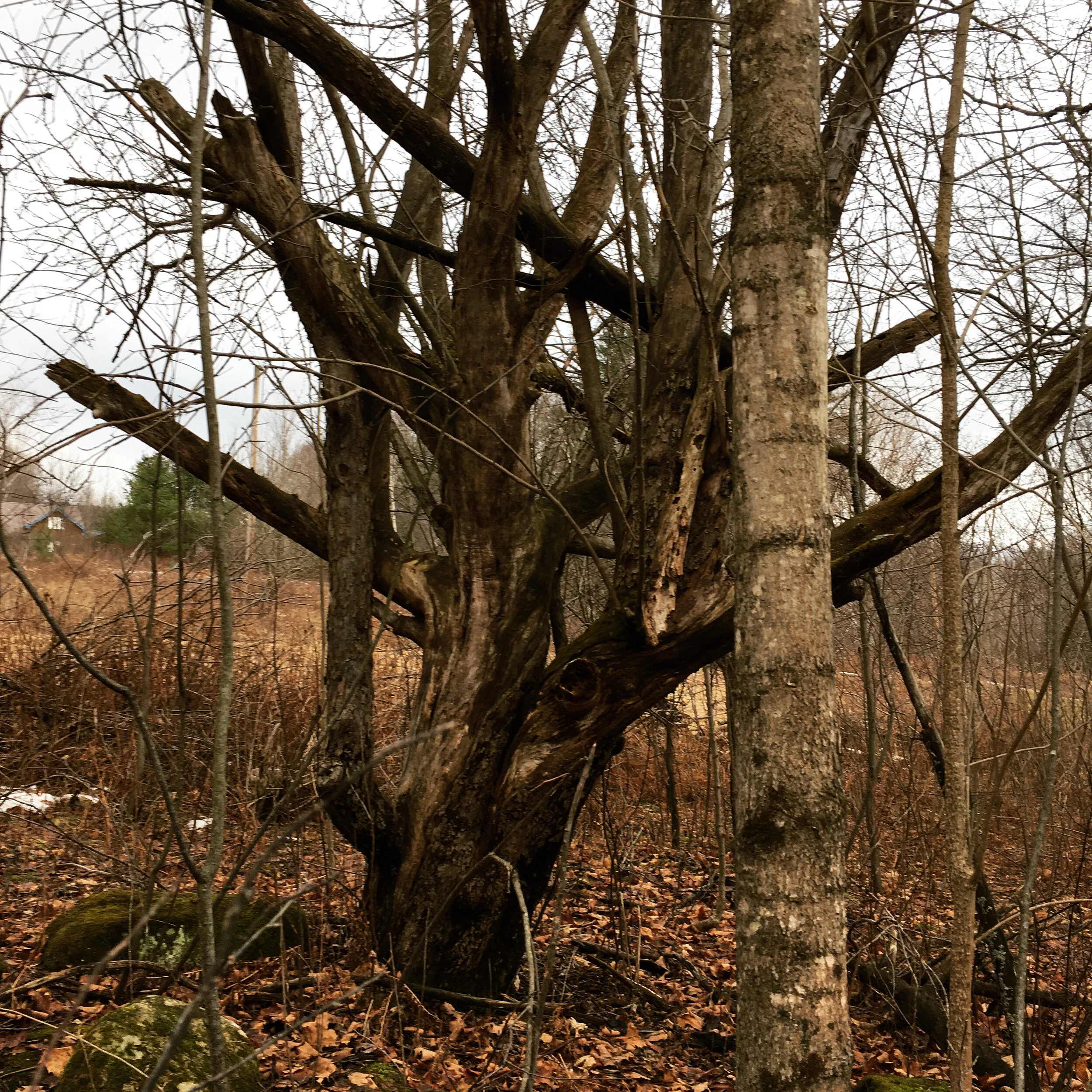  An ancient apple tree on the edge of the field. It looks almost dead with so many thick, old branches, but it still puts out fruit most years.  