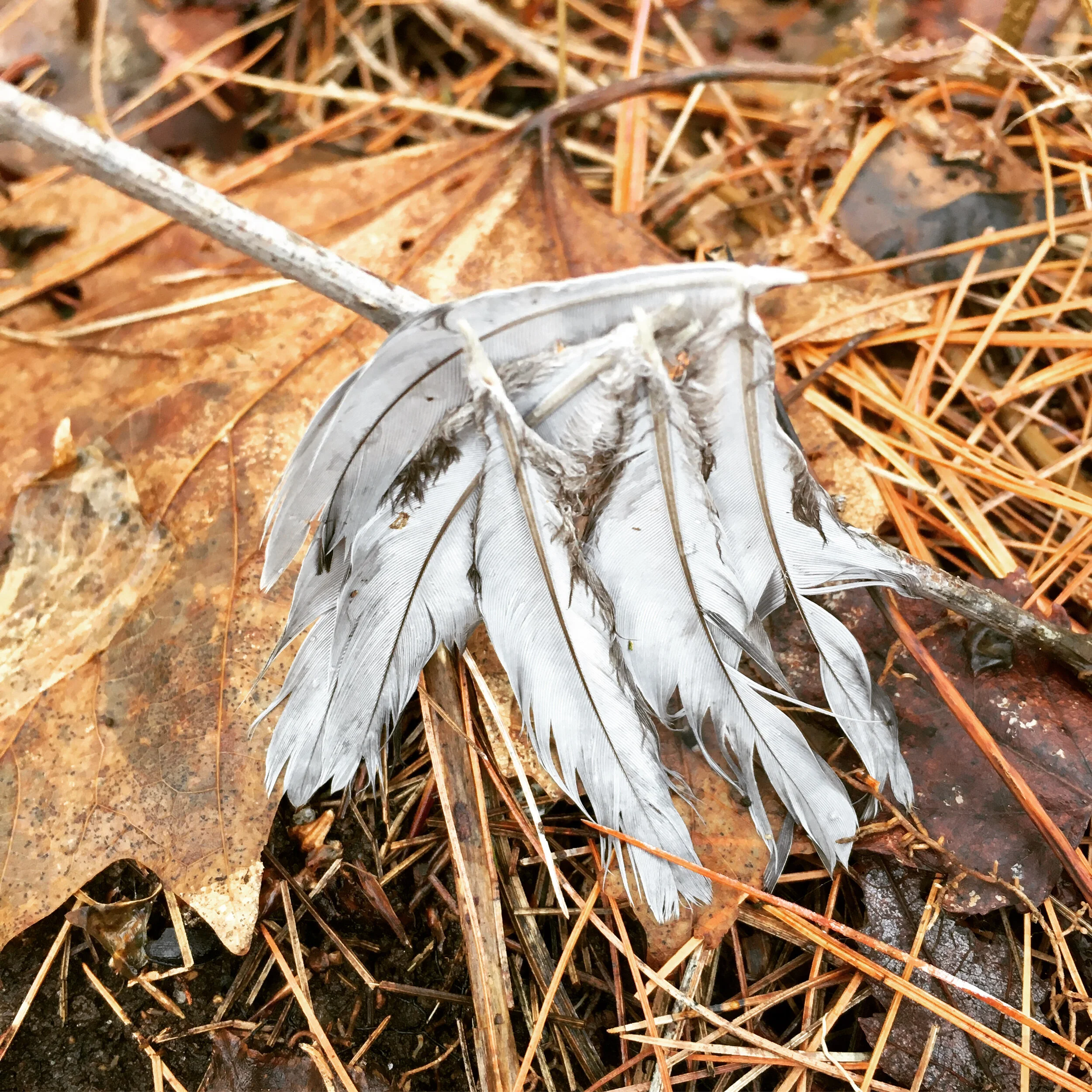  Our land is open to all predators and prey, so it’s hard to say who feasted on this little bird: bobcat, lynx, fox, coyote, fisher, or our friendly neighborhood ermine. 