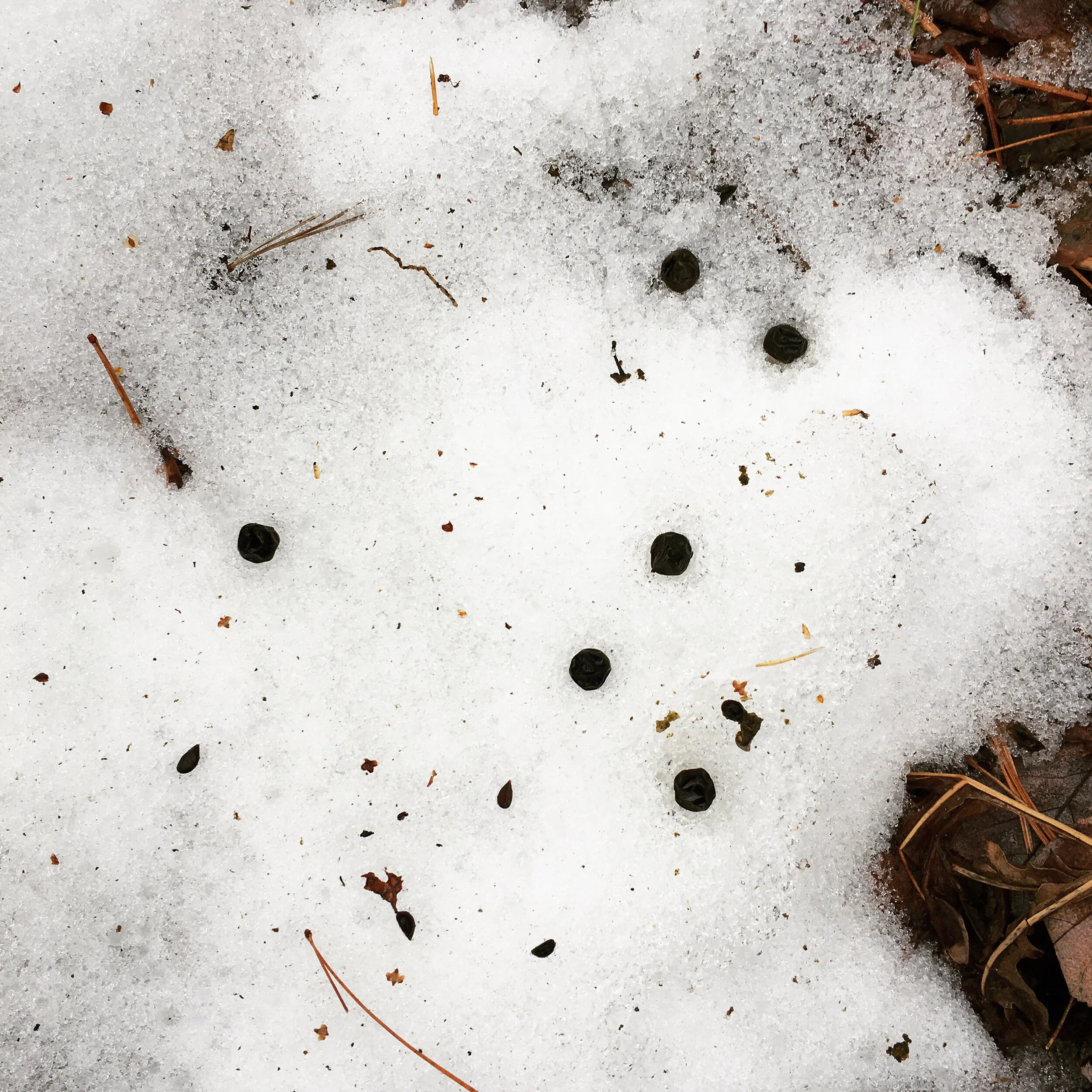  There are common buckthorn berries leaking their purple juice all over the place right now. Here are a few in a sheltered patch of snow. Common buckthorn is an invasive tree that we are working to eradicate from our land. There are better berries fo
