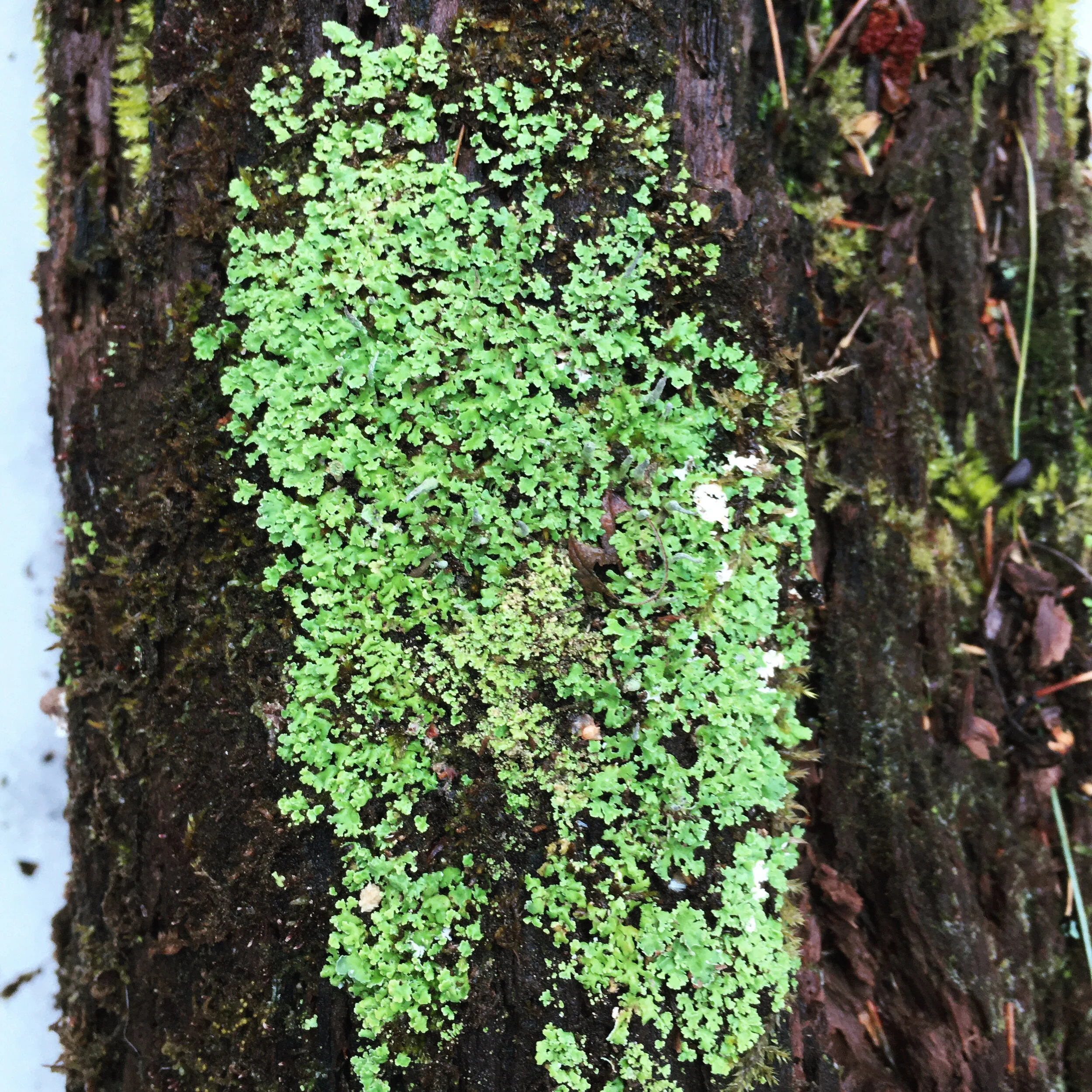  A brilliant lichen sprouting on a down log. 