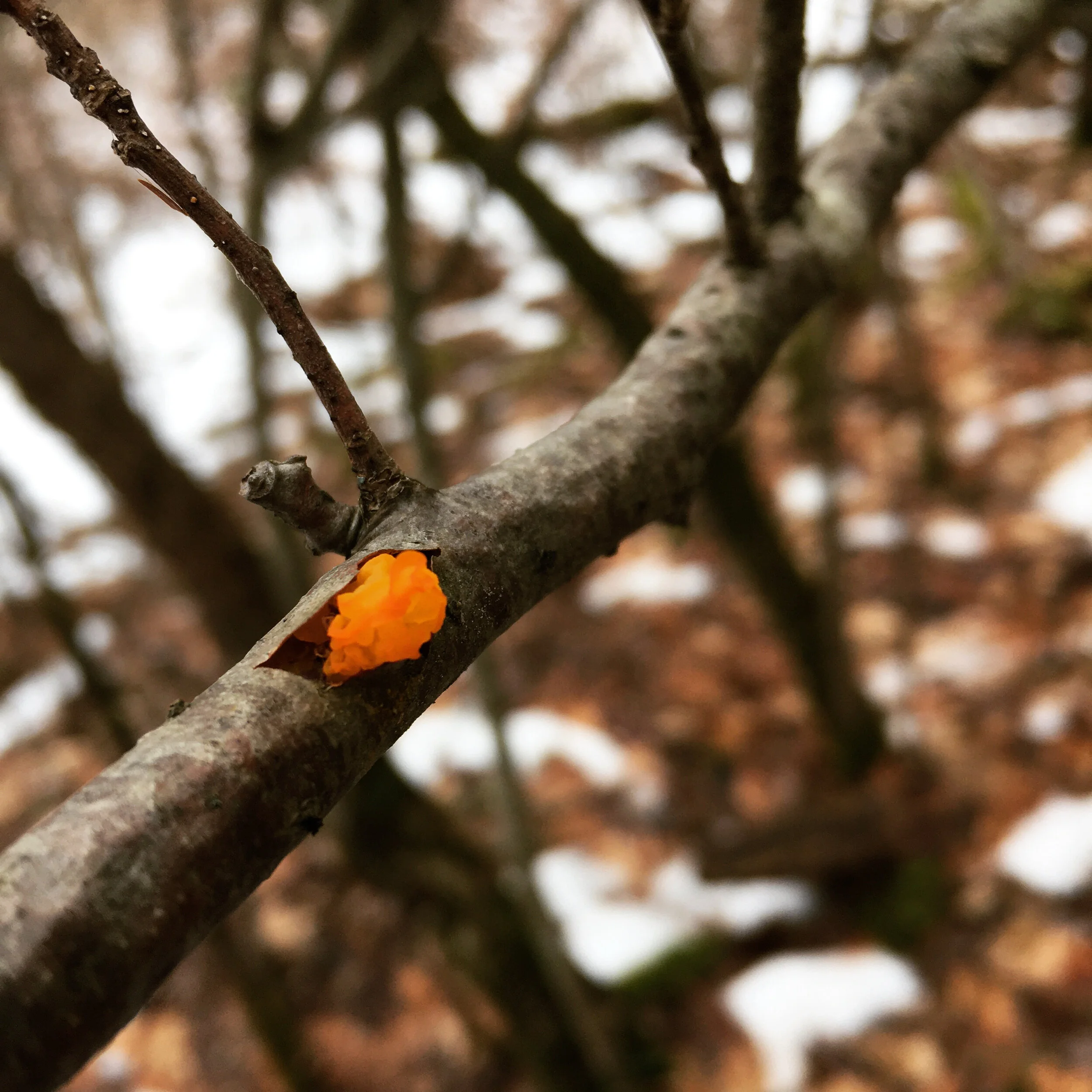  Jelly fungus poking out of a dead branch still attached to the tree. 