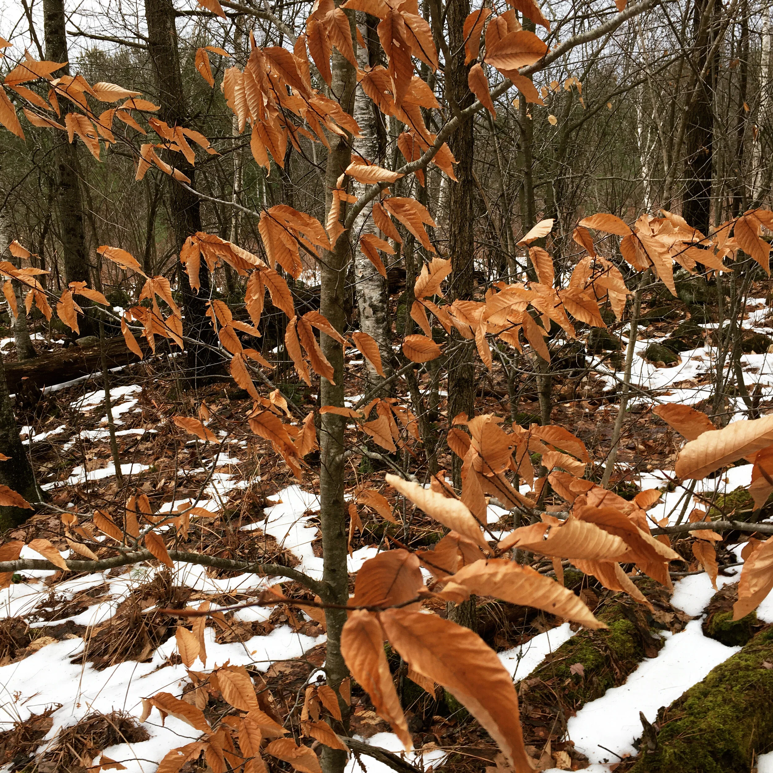  The original memory foam — beach leaves!! Used as pillow and mattress stuffing when families used to make their own. The leaves hang on the tree through the winter, so they are easy to find (and clean!) for stuffing. 