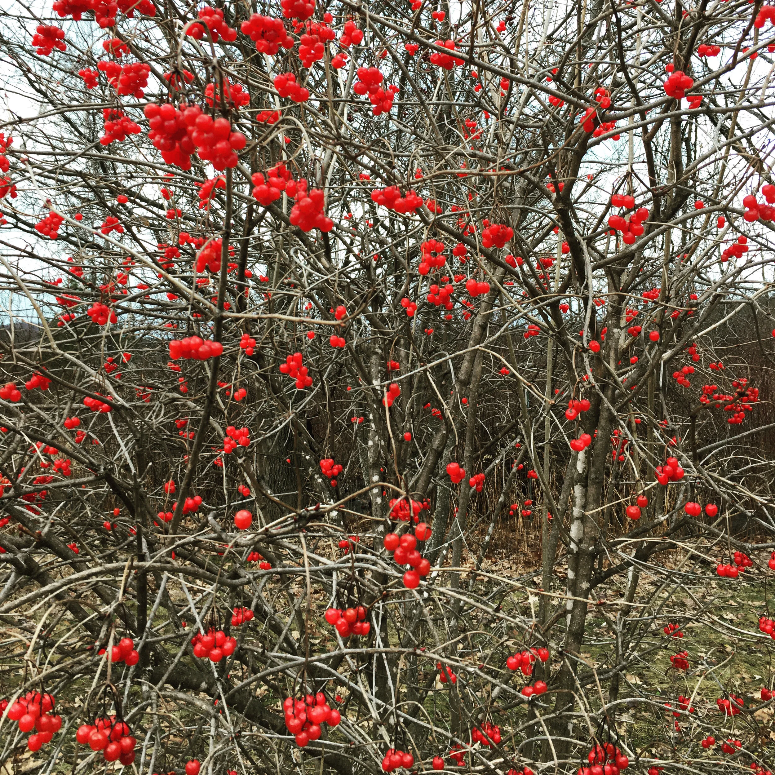  High bush cranberries hanging on. These never last this long! Unfortunately, this is an ornamental variety of viburnum with inedible berries, but the tree is gorgeous all year round. 