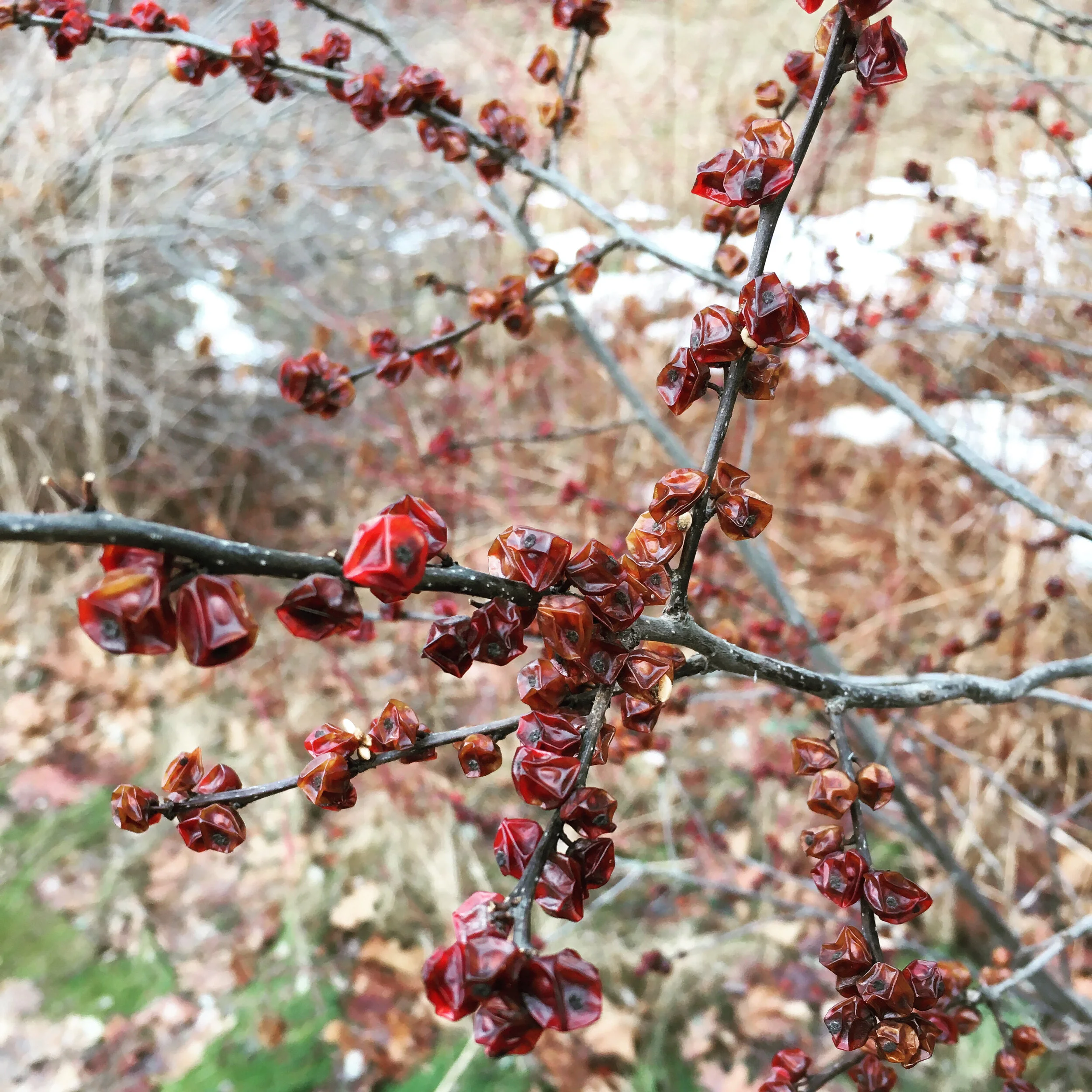  Winterberries freeze dried right on the branch. Usually the robins clear these out in a couple of days each autumn. They must have their pick of foods to eat this year, as they arrived like usual but didn’t strip the bushes. 
