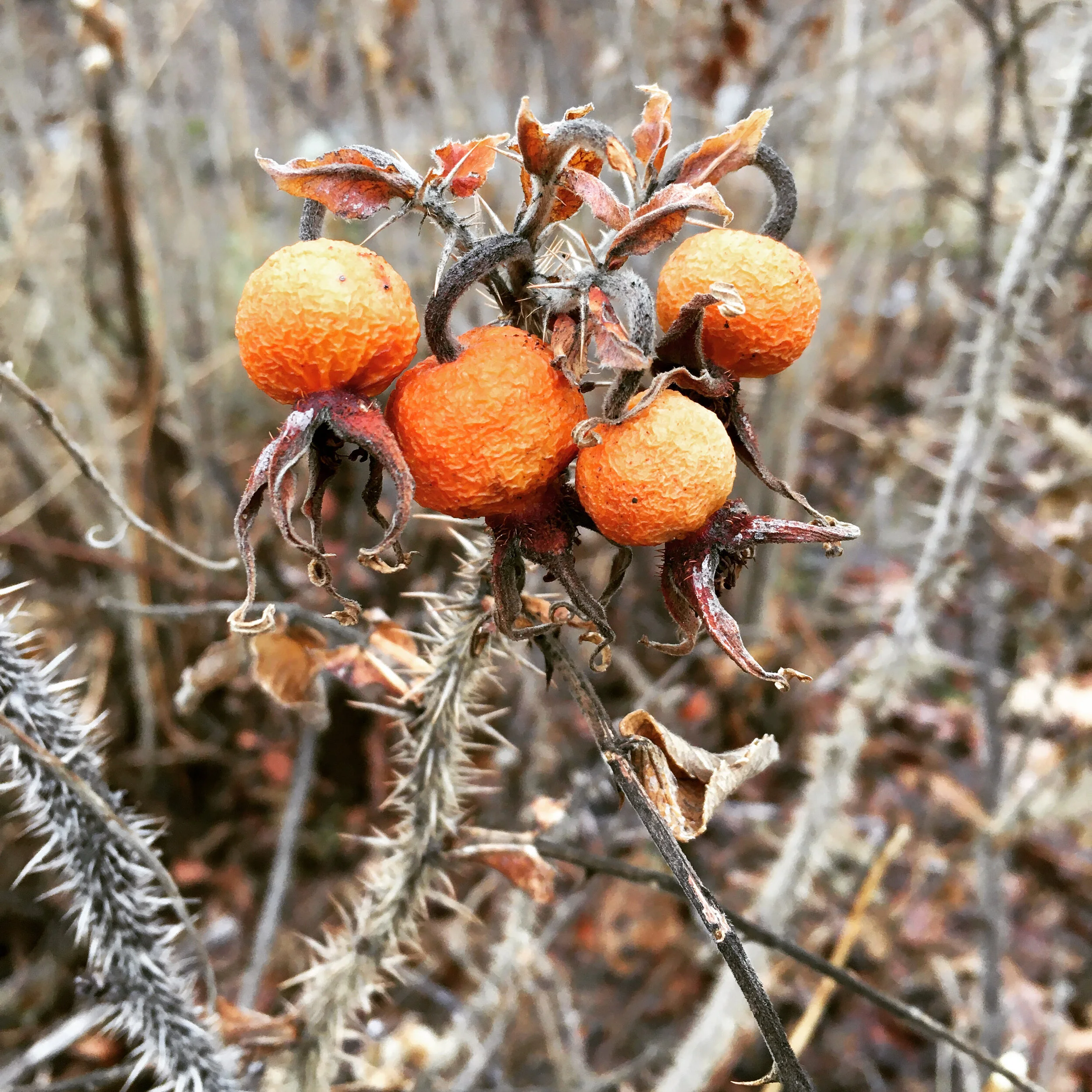  Rosa rugosa hips hanging in there. Some years, the bears ransack the rose bushes looking for this sweet snack, but they haven’t visited yet. 