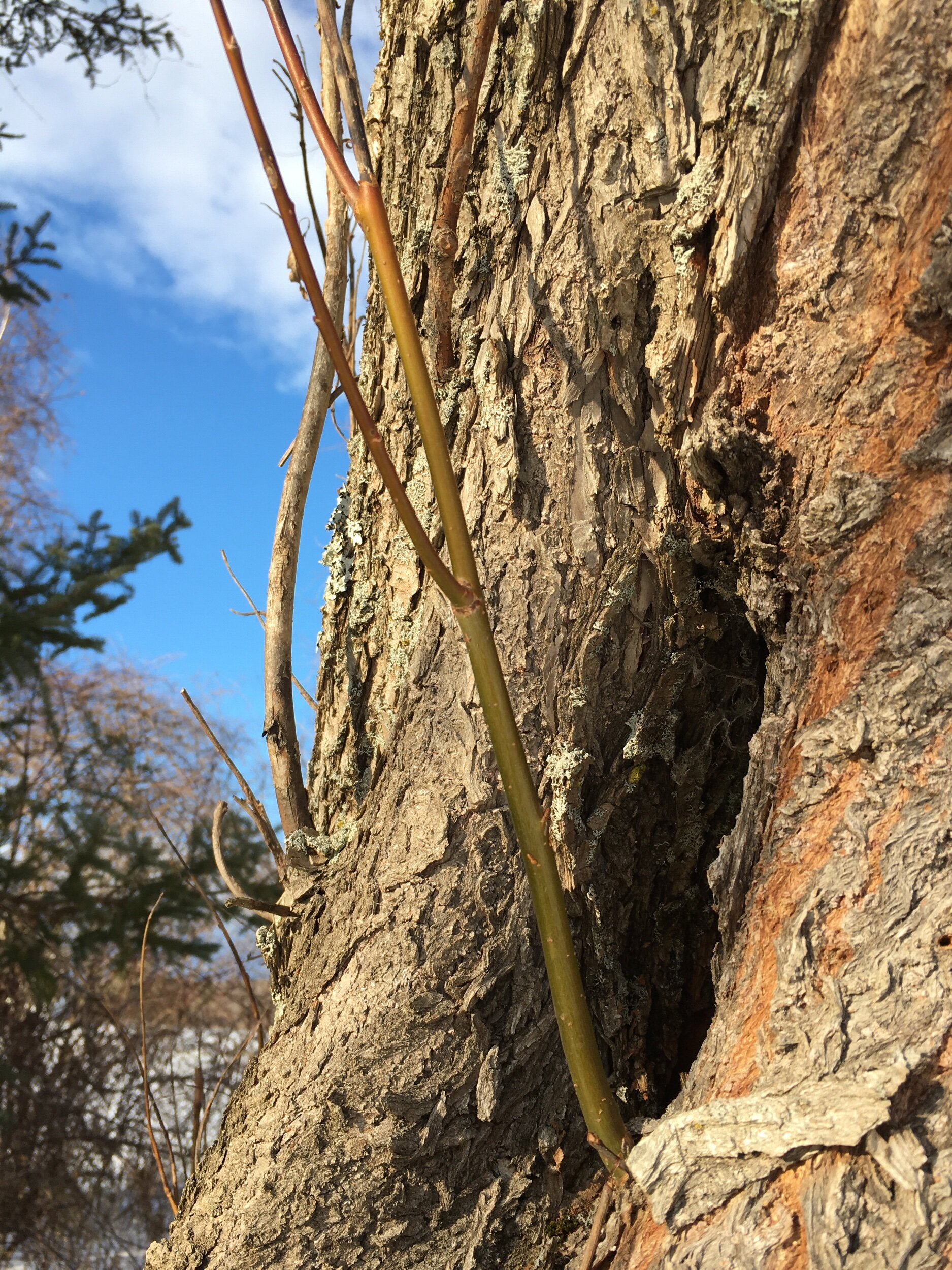  Willow whips growing from the living trunk of the tree. The best whips to propagate from are green growth about the width of a pencil and 10 inches long. 