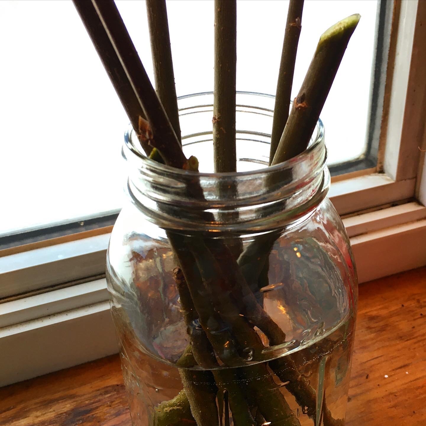  Whipe trimmed to 10 inches and placed in water to sprout roots. Willow contains naturally high amounts of rooting hormone, so it will readily root itself in water (or damp soil outside if the ground is thawed).  