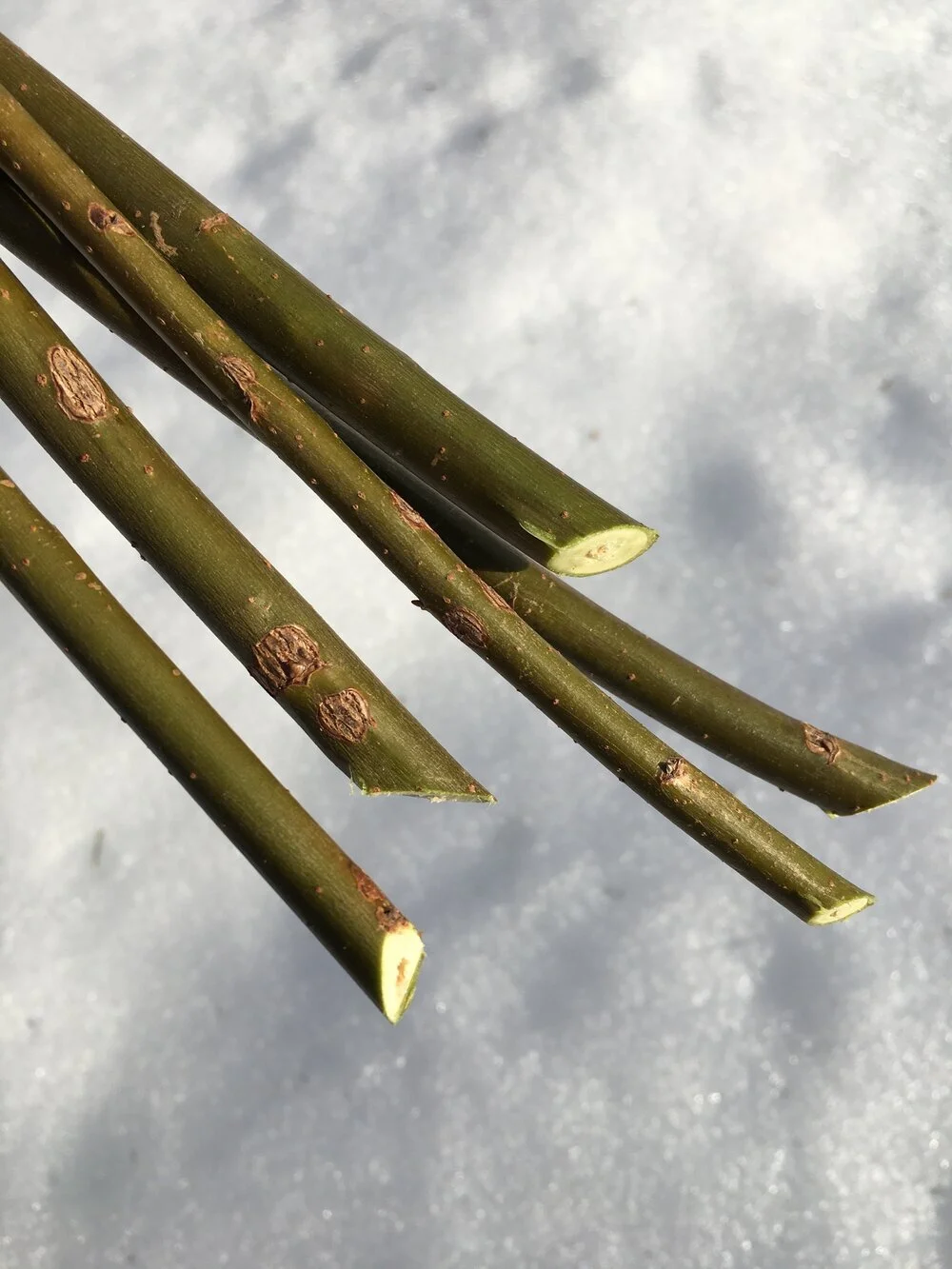 Willow Propagation